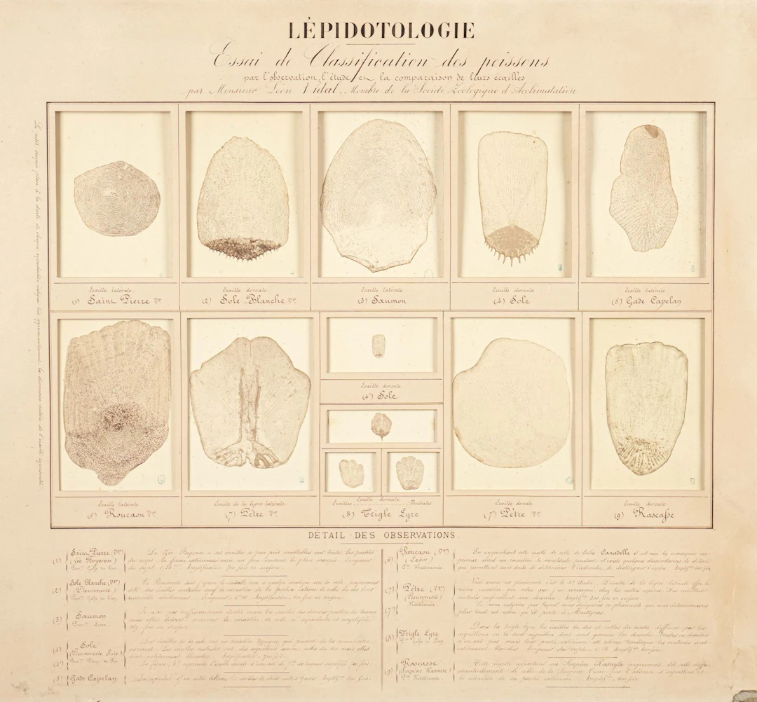 Léon VIDAL (Marseille,1833-Port-de-bouc,1906) - Lot 242
