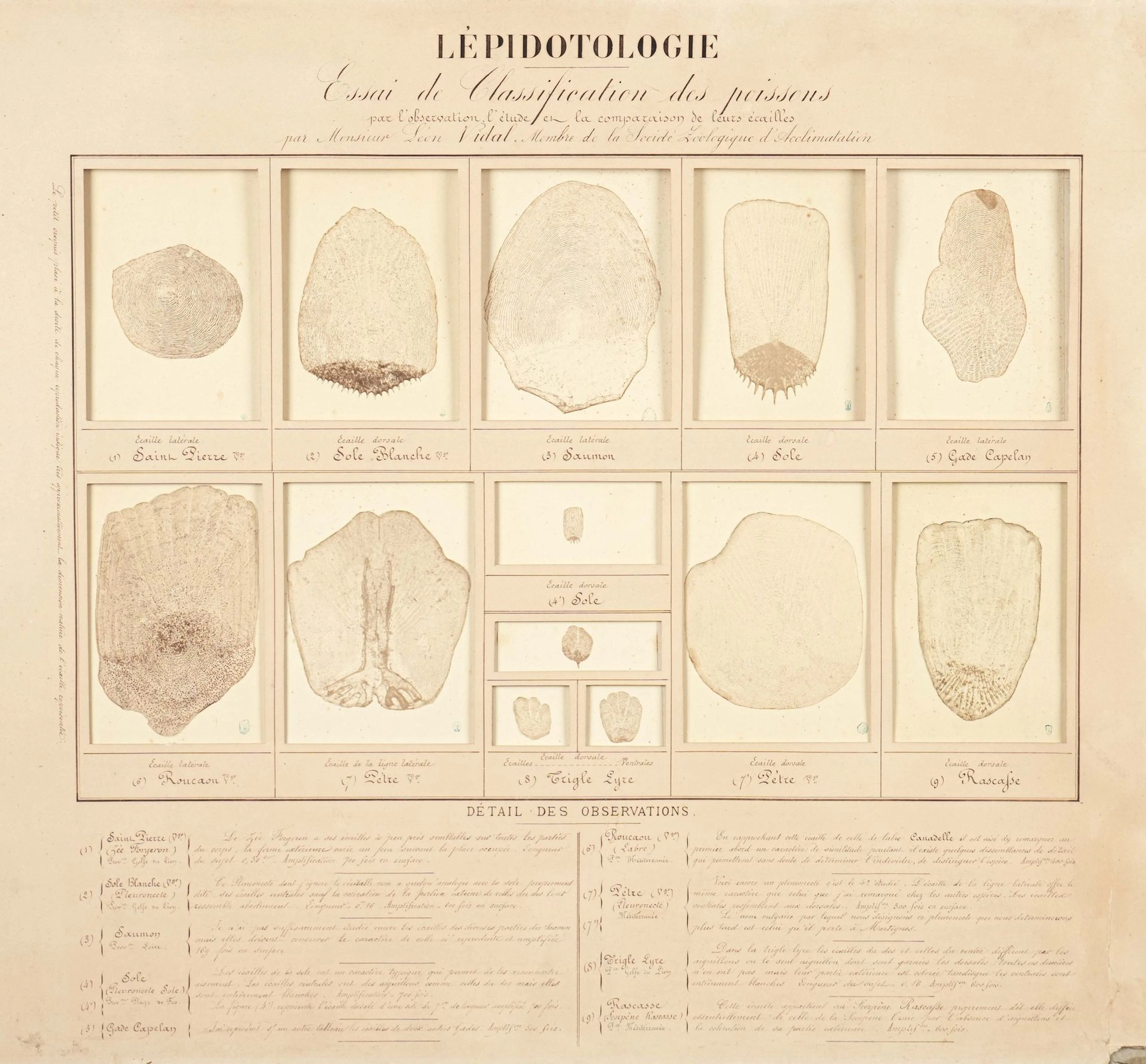 Léon VIDAL (Marseille,1833-Port-de-bouc,1906) - Lot 242
