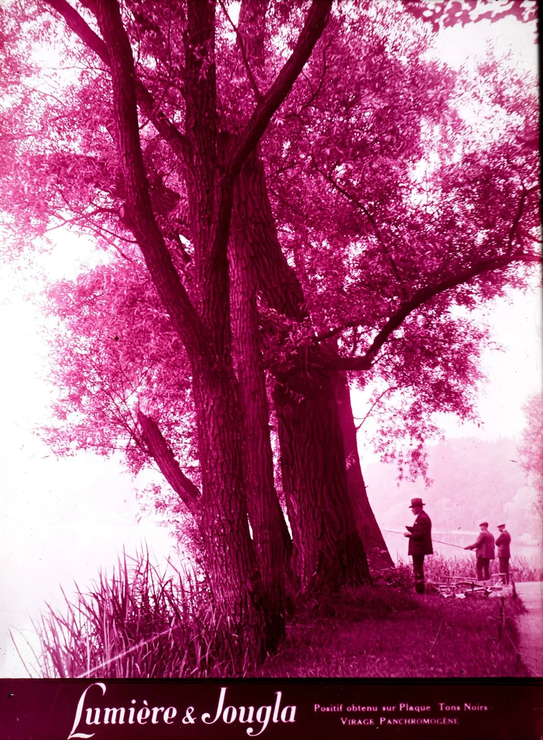 LUMIERE JOUGLA - Lot 41