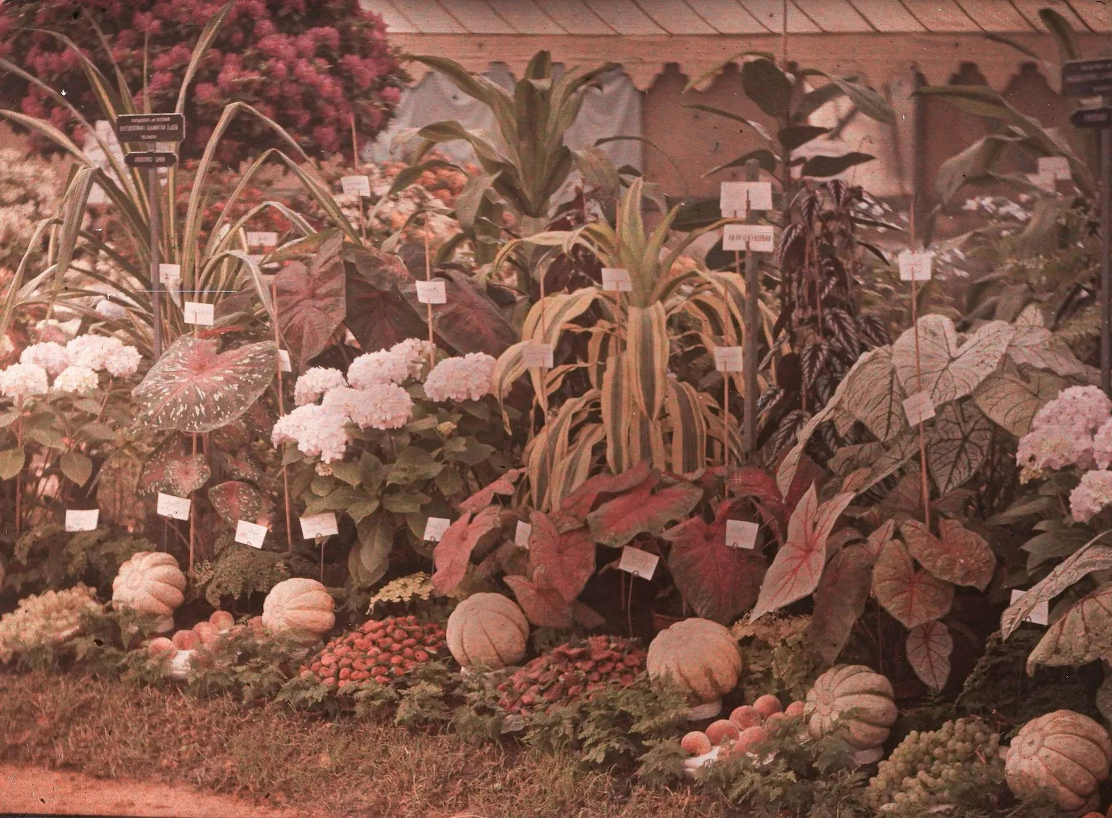 AUTOCHROMISTE FRANÇAIS ANONYME - Lot 35