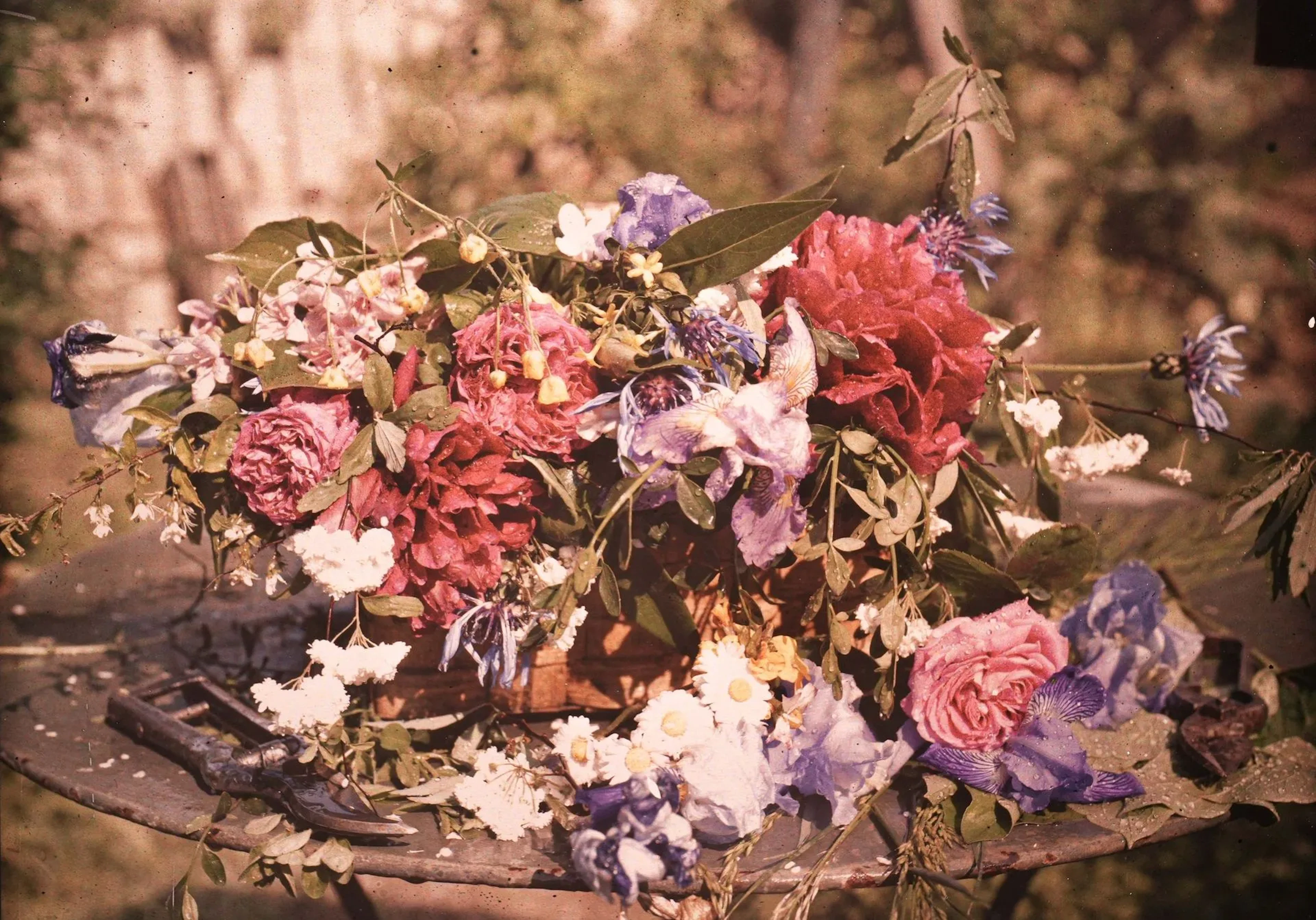 AUTOCHROMISTE FRANÇAIS ANONYME - Lot 36