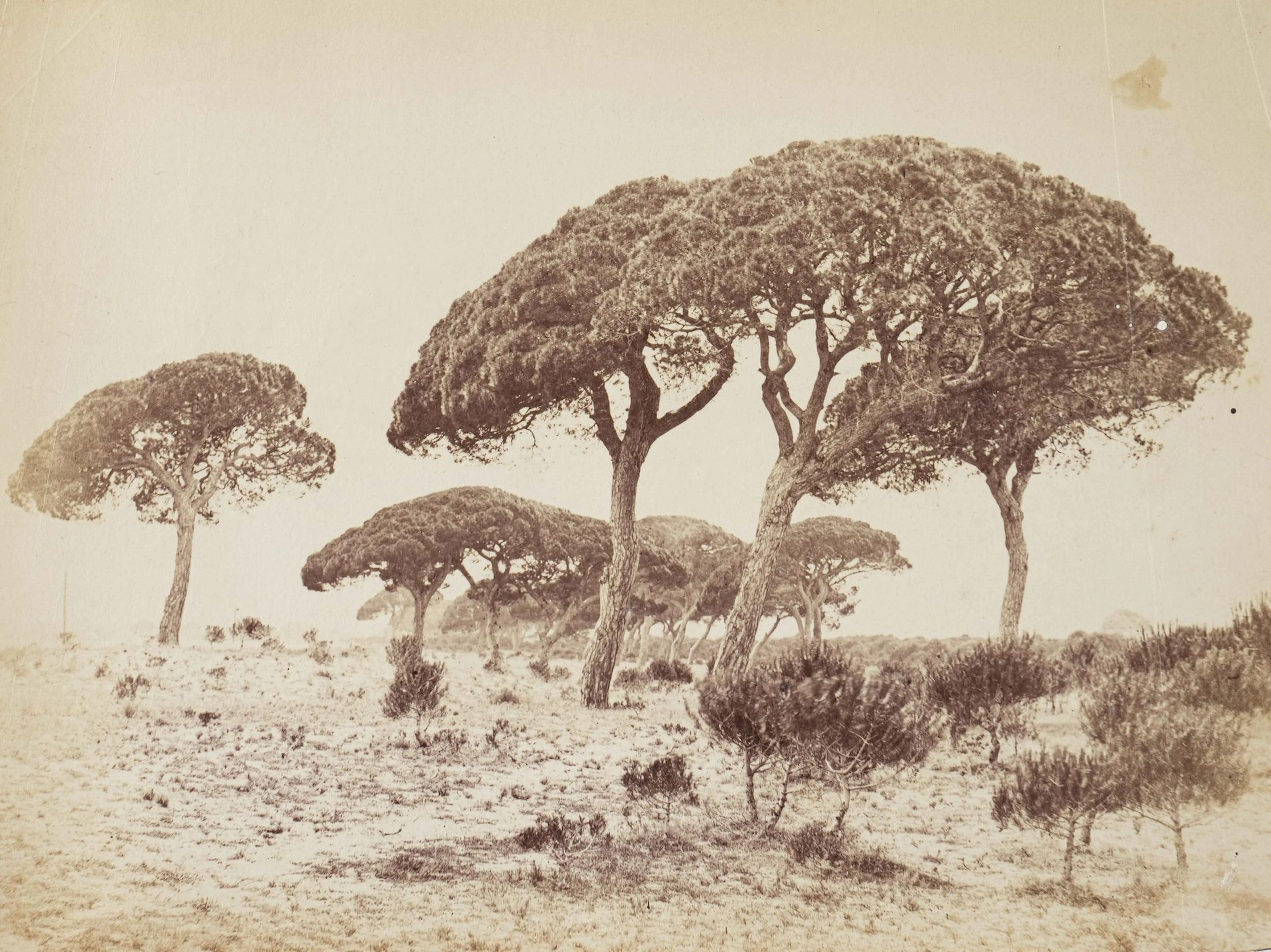 ANONYME - Lot 306