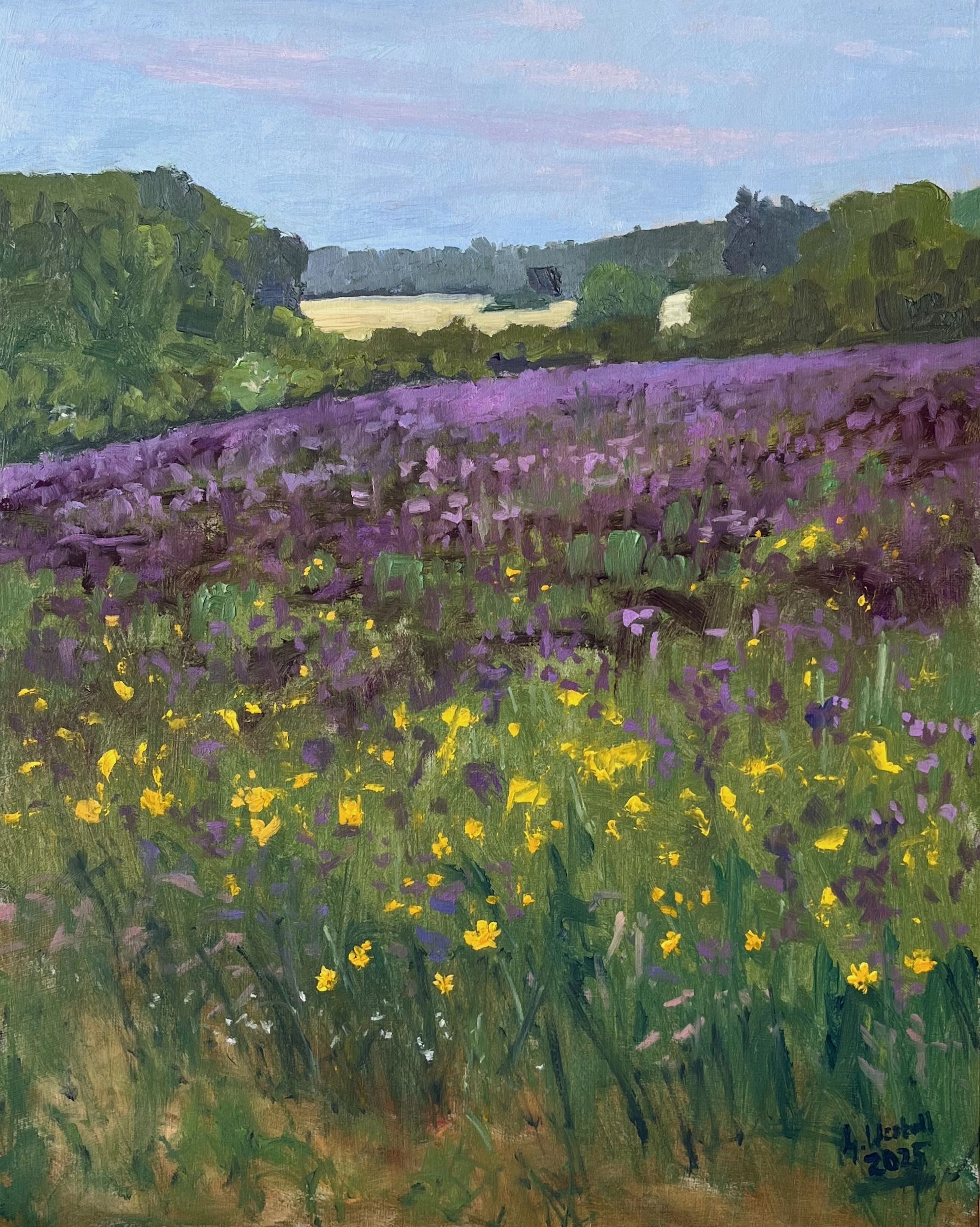 Phacelia Field near Dygowo-Skoczów - Gary Westall