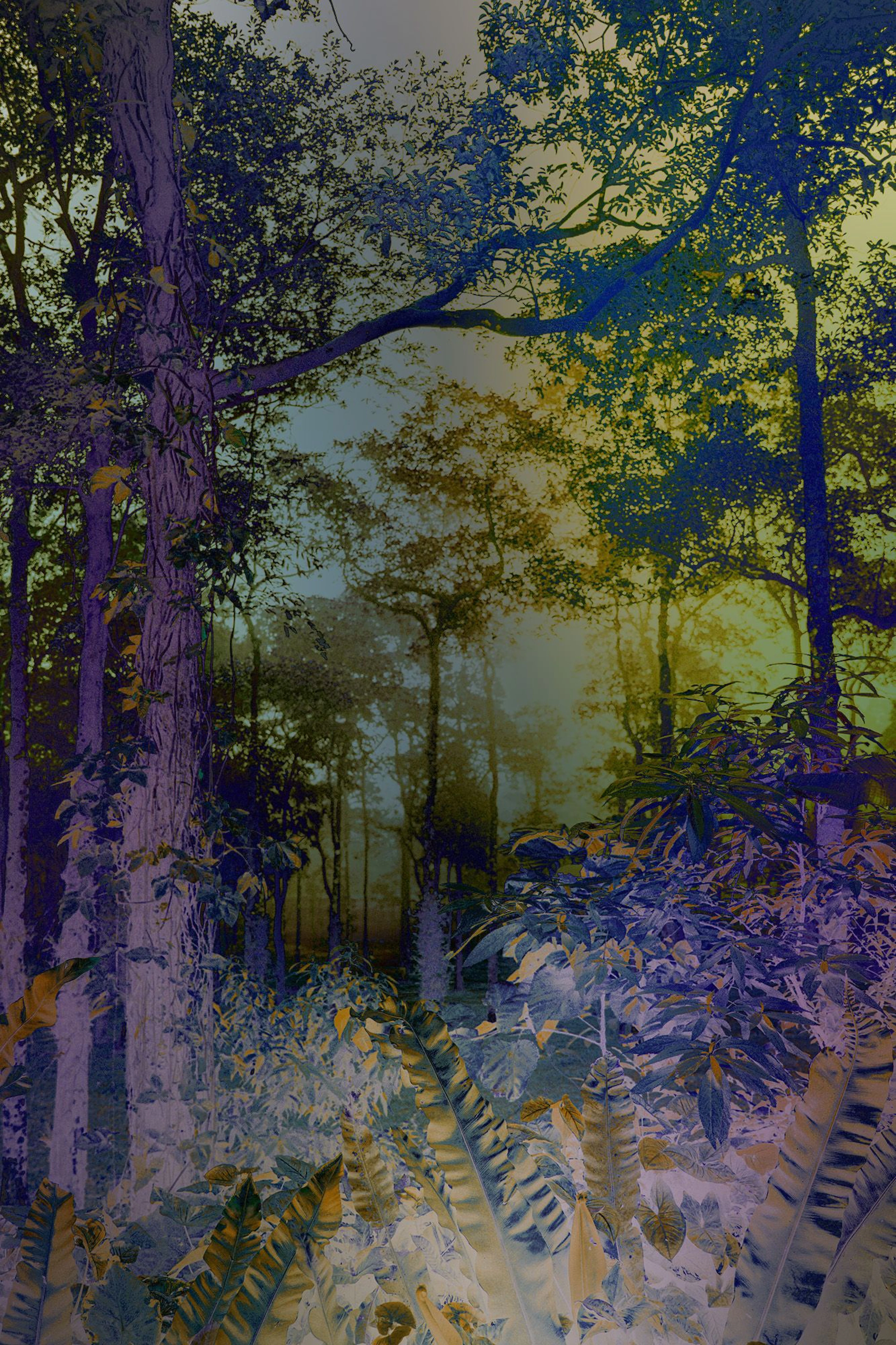 Shades of Dreams XI - Viet Ha Tran