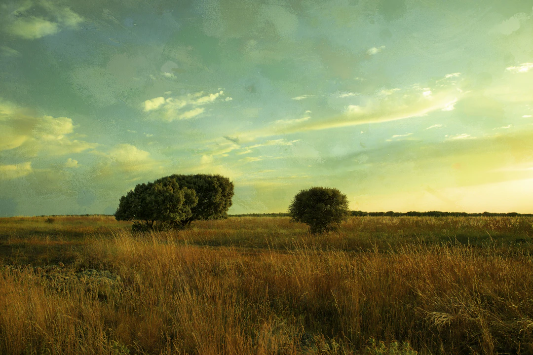 Whispers of sunset - Viet Ha Tran