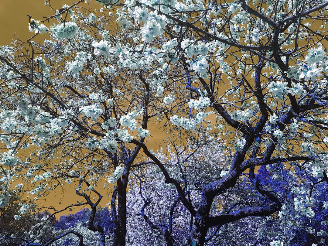 Nature and Seasons I - Viet Ha Tran