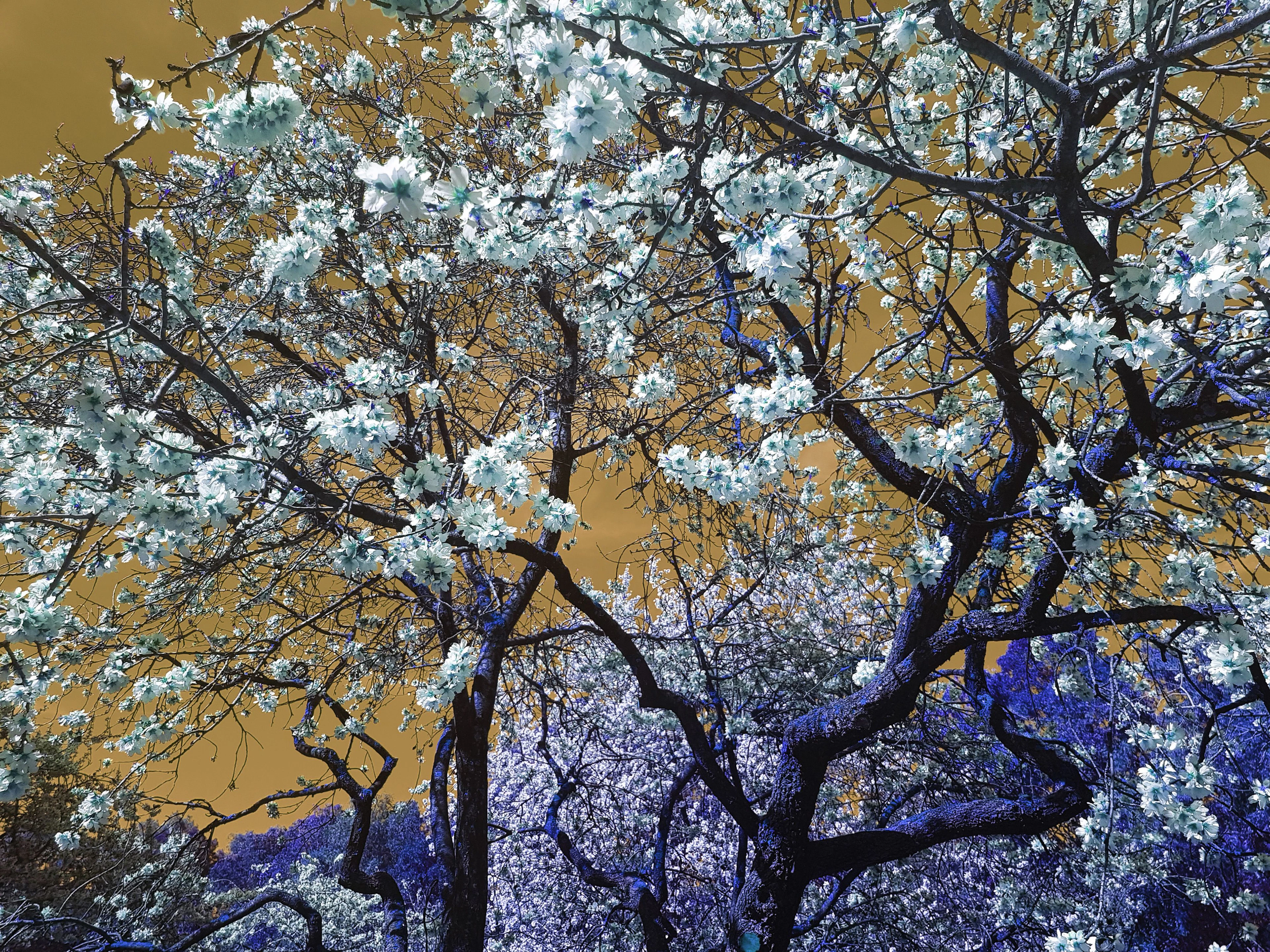 Nature and Seasons I - Viet Ha Tran