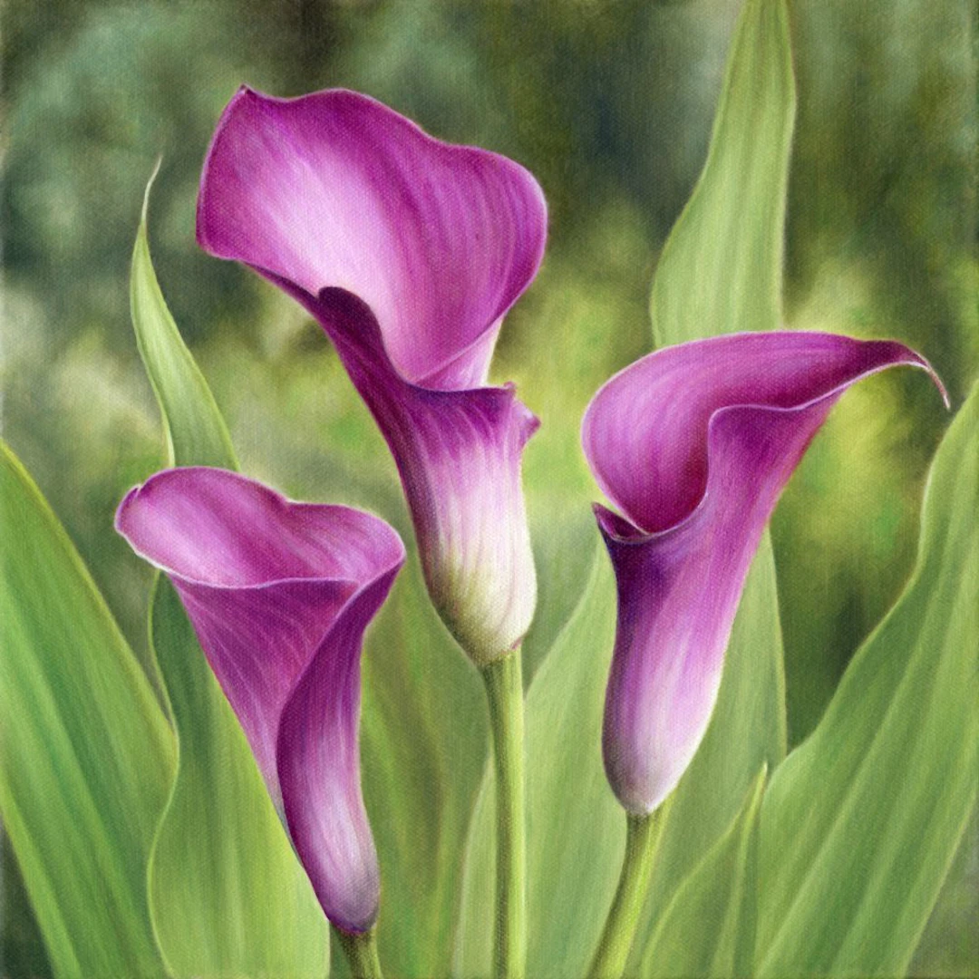 Calla Lilies - Marlene Llanes