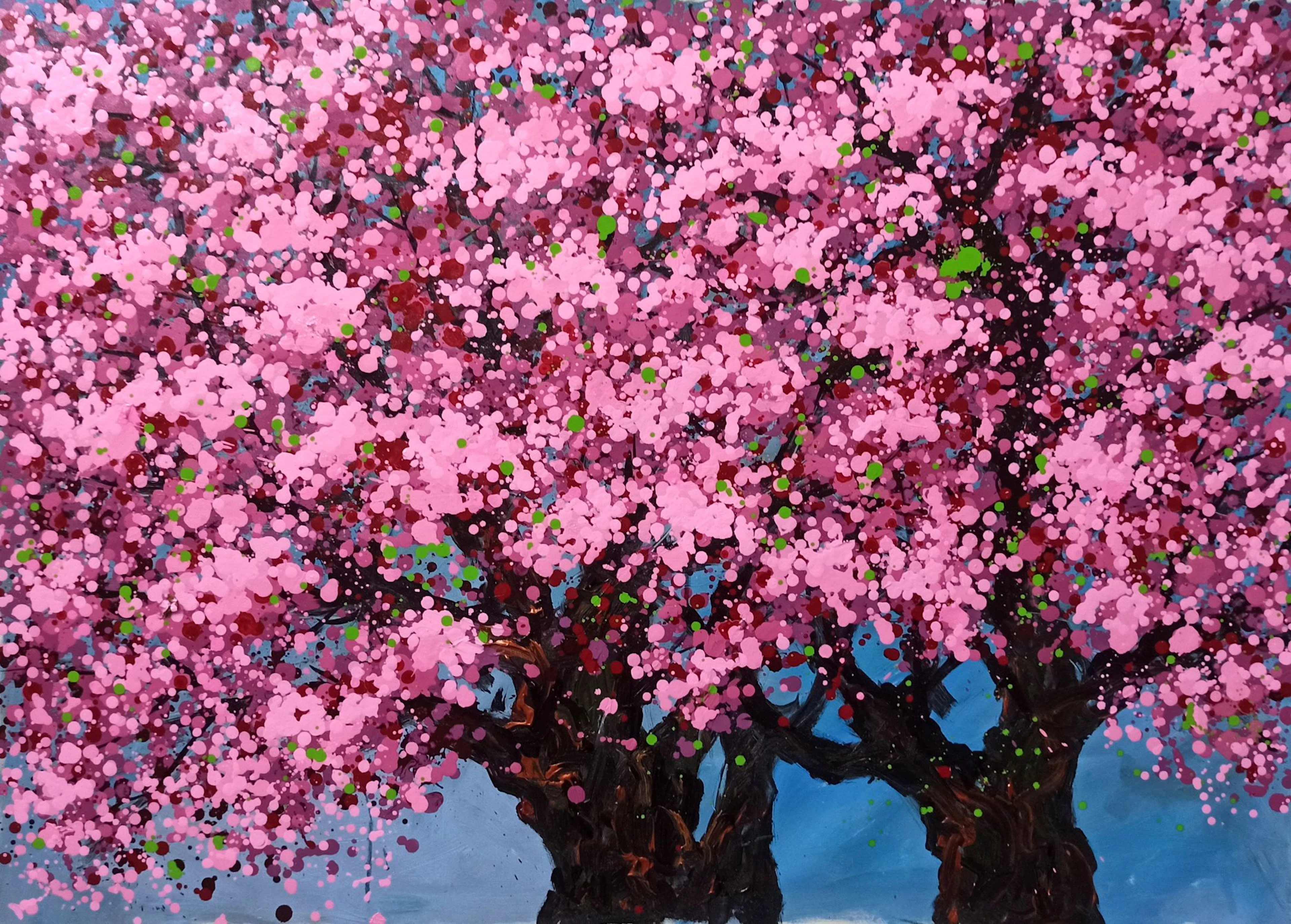 SAKURA - Cherry blossoms bloom - Hoang Phuong
