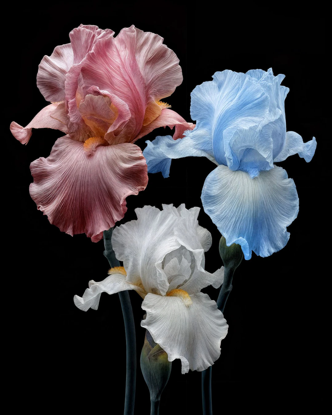 TRINITY IN BLOOM LIMITED EDITION - Michael Filonow