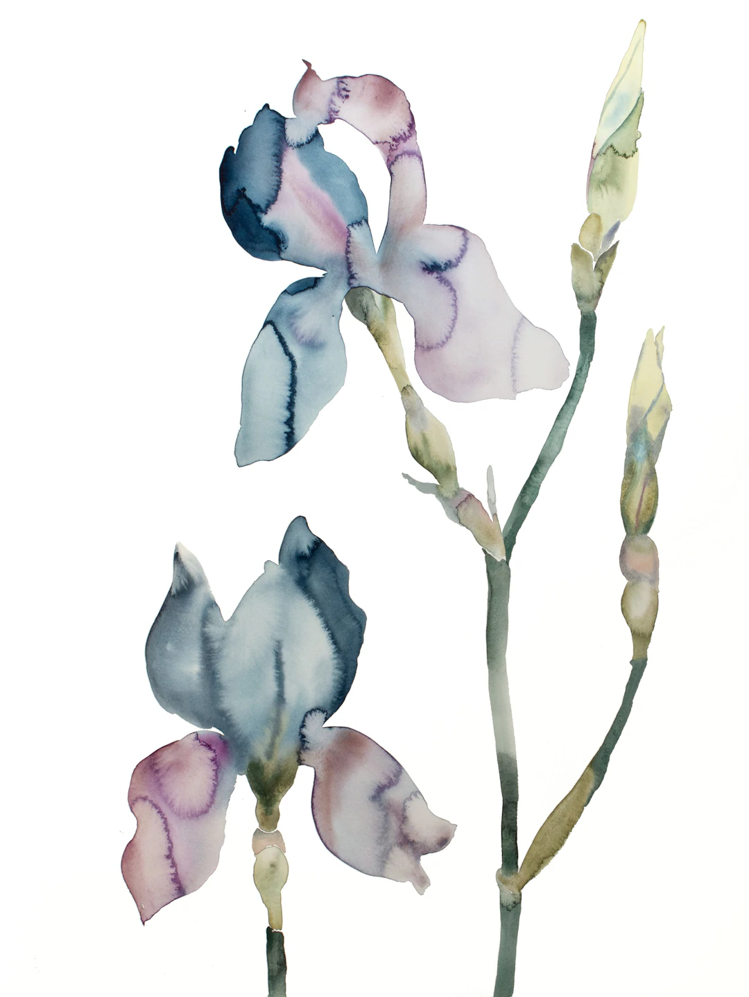 Iris No. 196 - Elizabeth Becker