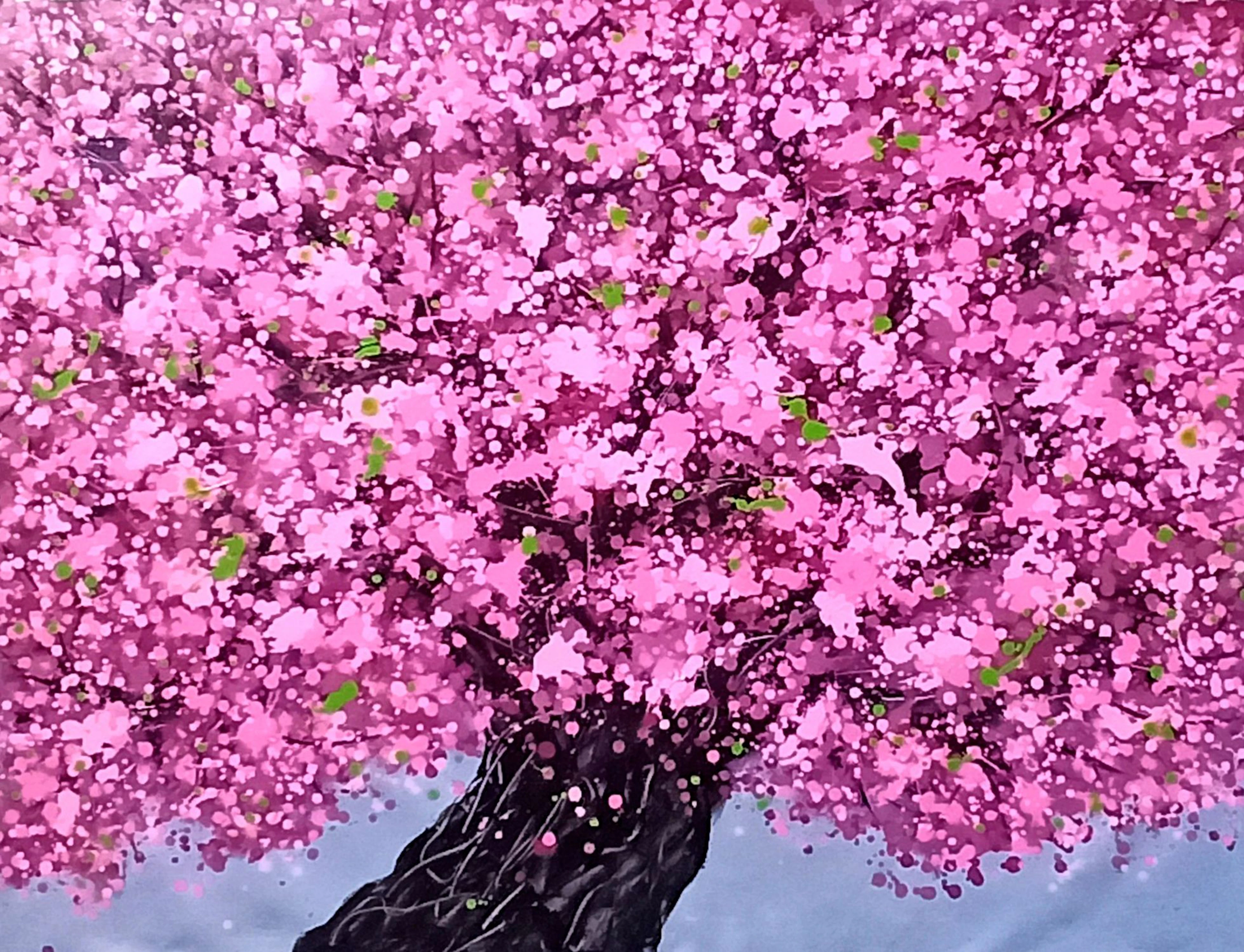 SAKURA - Cherry blossom - Hoang Phuong