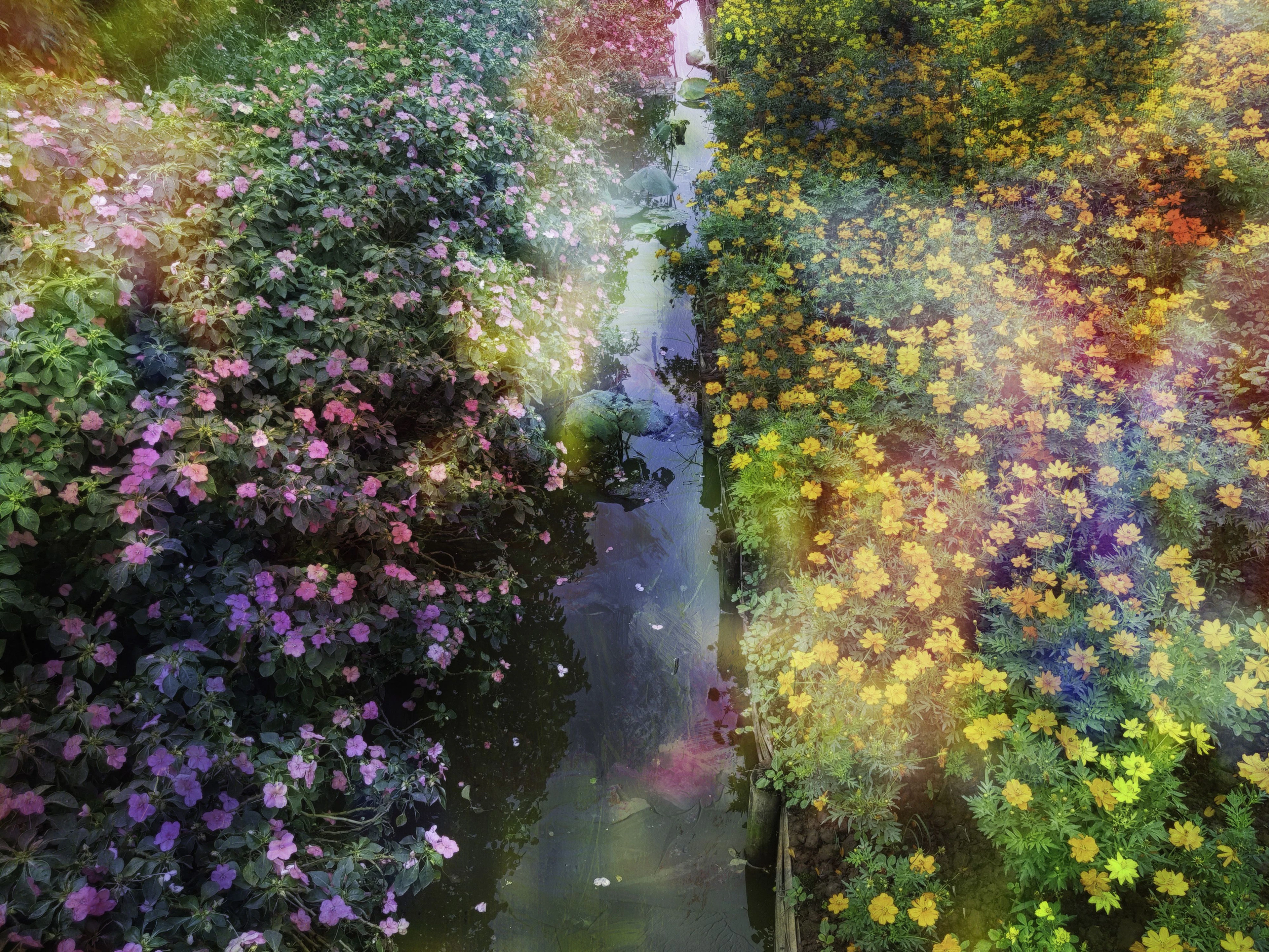 Flower dreams - Viet Ha Tran