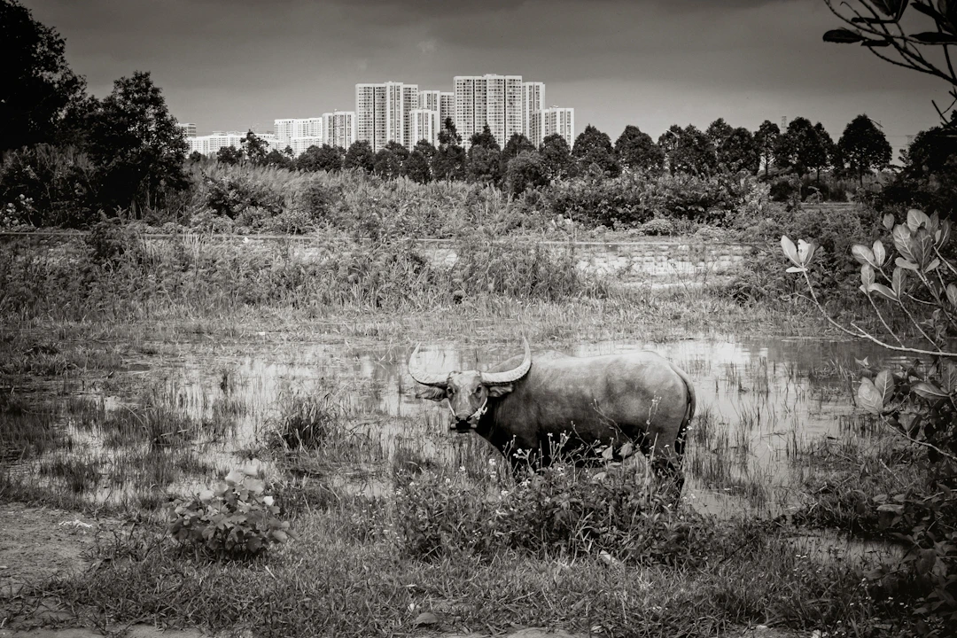 Urban Water Buffalo - Serge Horta