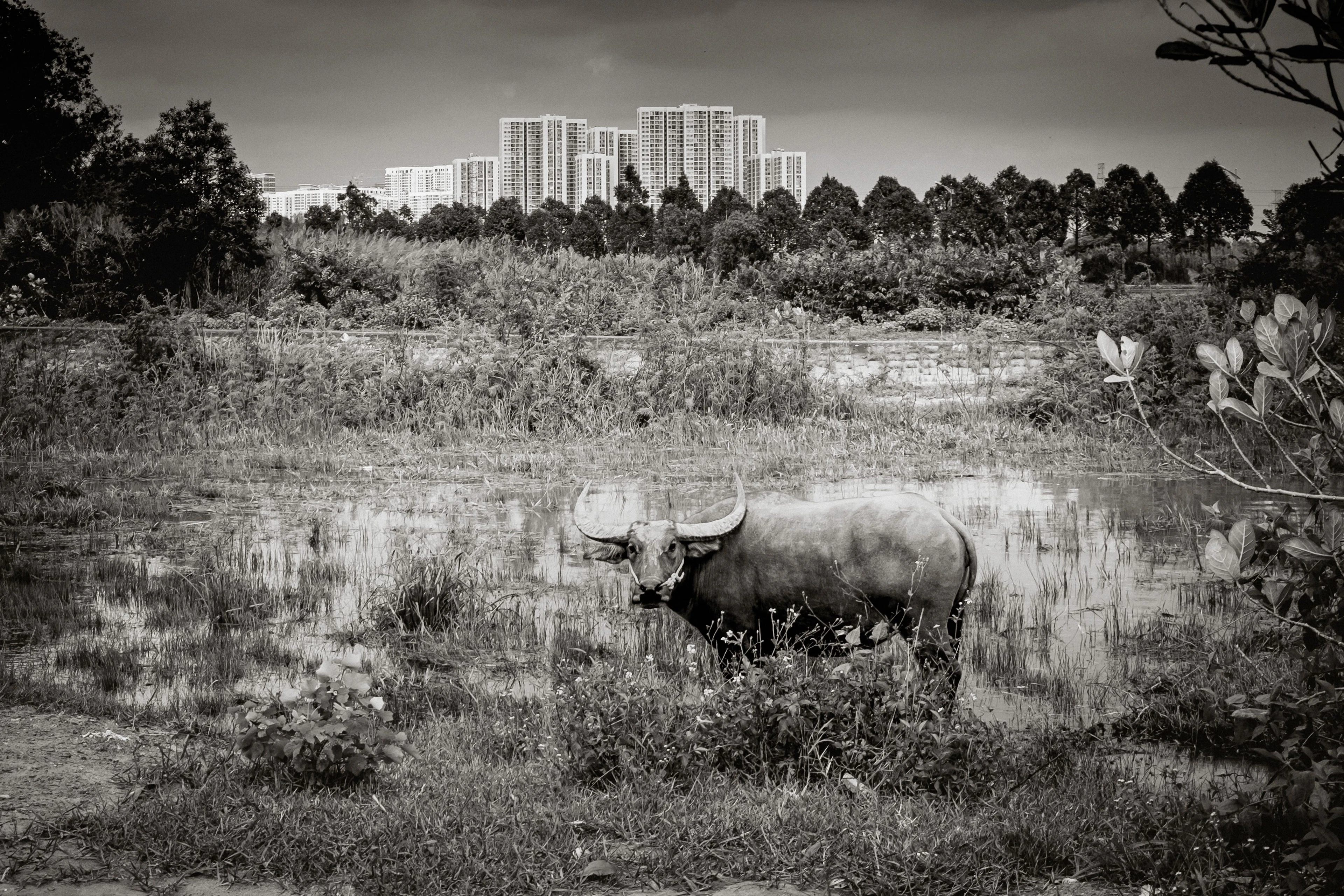 Urban Water Buffalo - Serge Horta