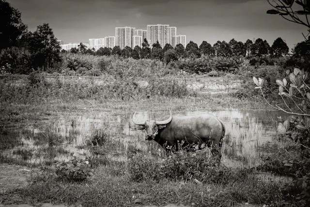 Urban Water Buffalo - Serge Horta