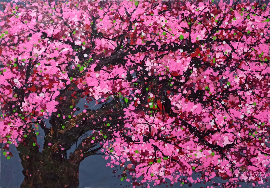 SAKURA - Cherry blossom - Hoang Phuong