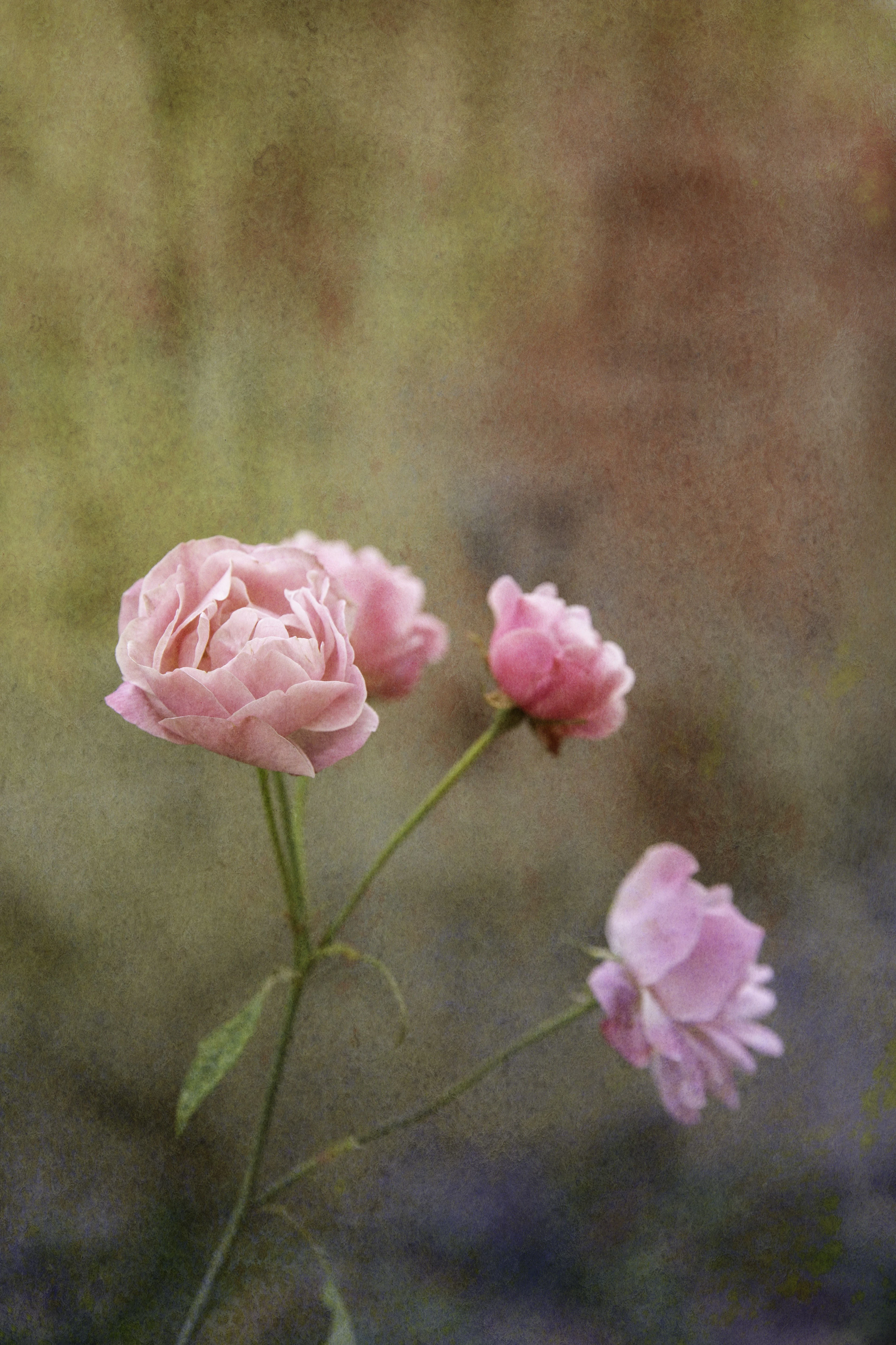 Garden of Time I - Viet Ha Tran