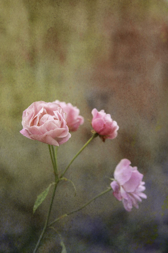 Garden of Time I - Viet Ha Tran