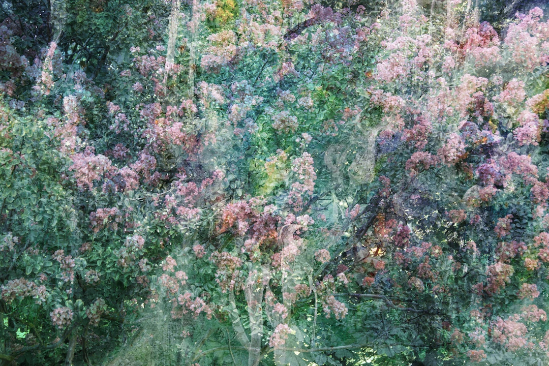 Gentle spring - Viet Ha Tran
