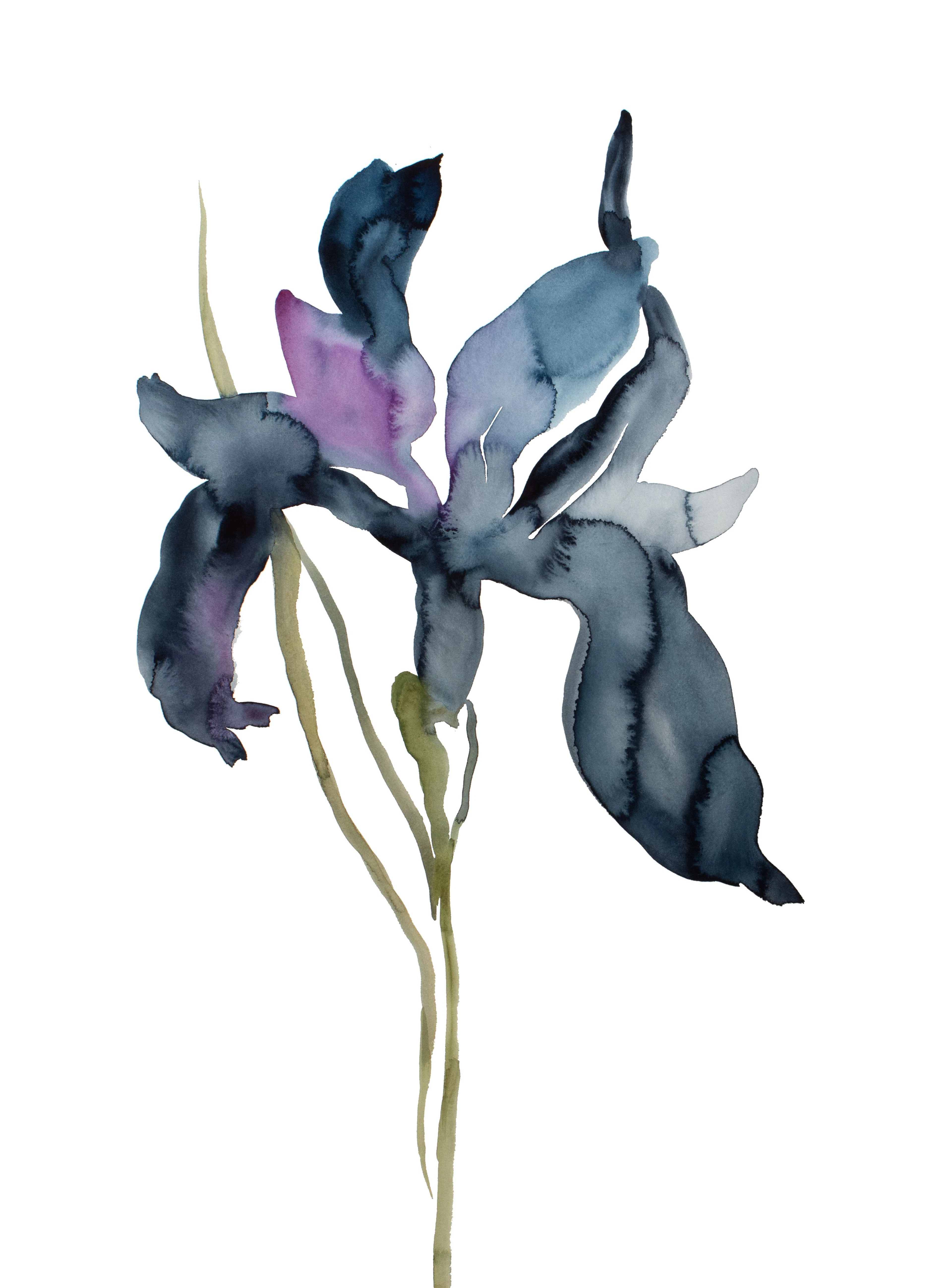Iris No. 195 - Elizabeth Becker