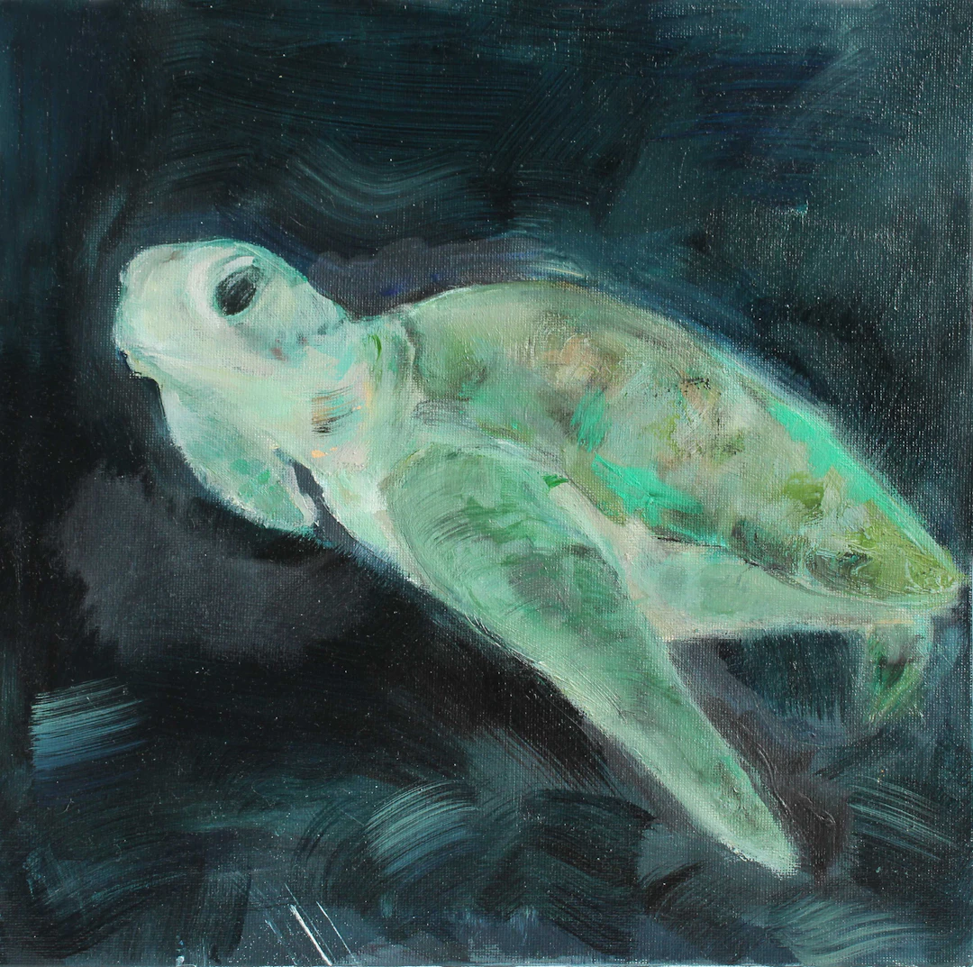 Green Sea Turtle - Gavin O'Donoghue