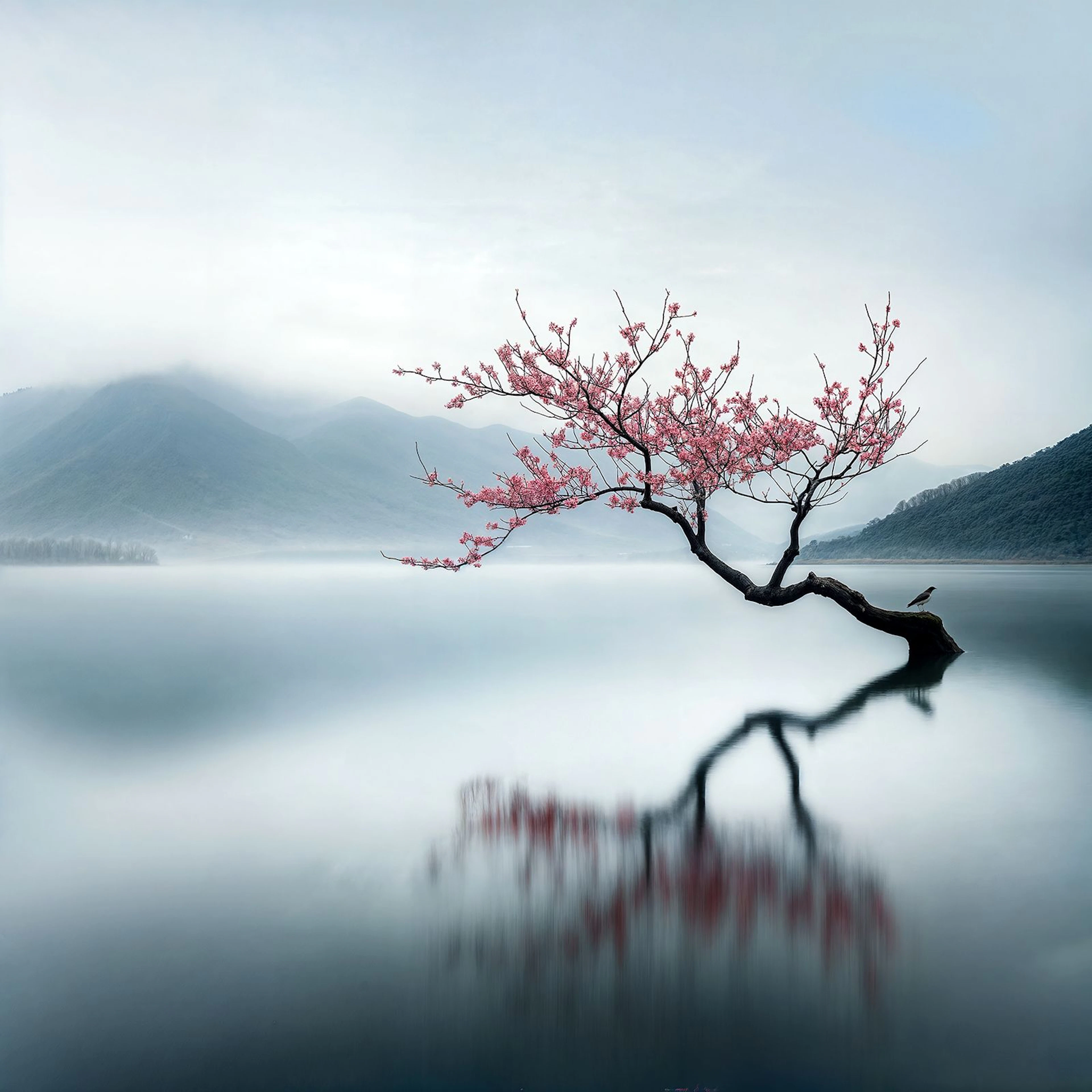Cherry Blossom 14 - Michael Filonow