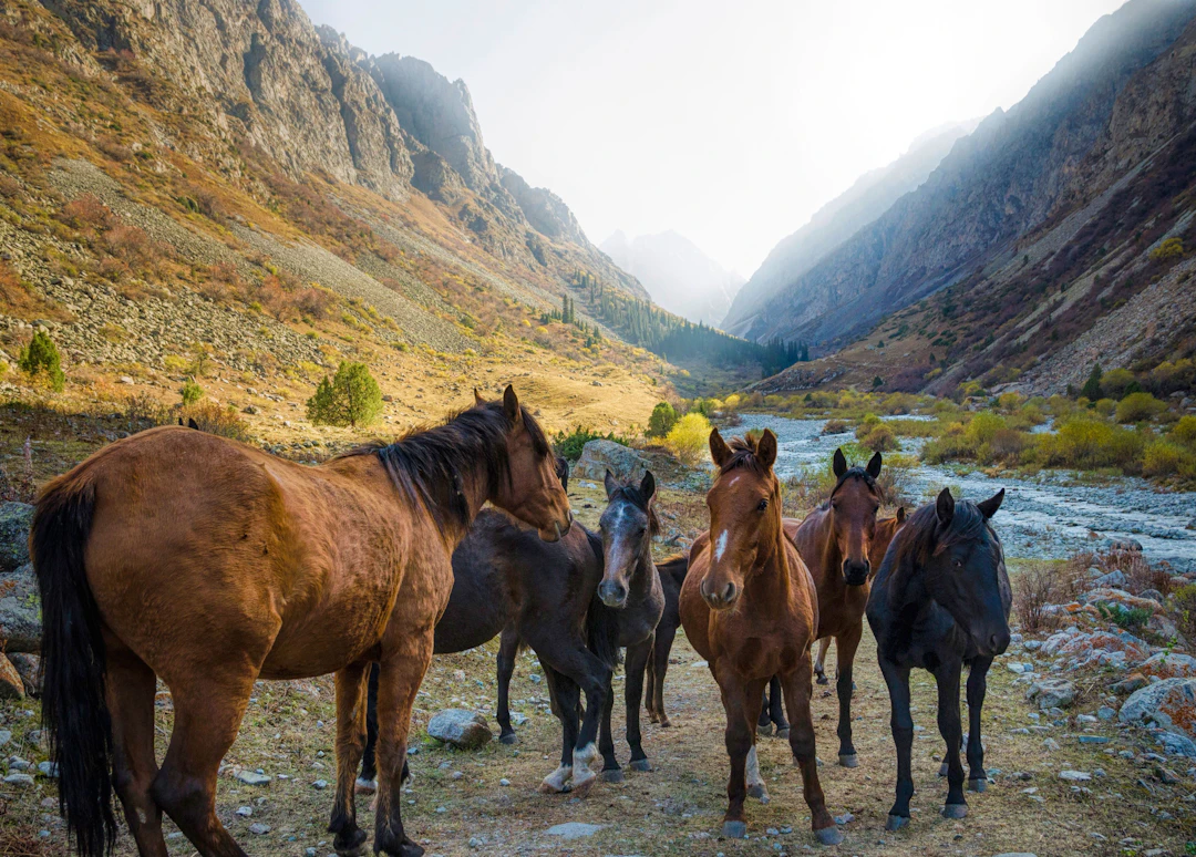 Wild Horses of Kyrgyzstan - Serge Horta