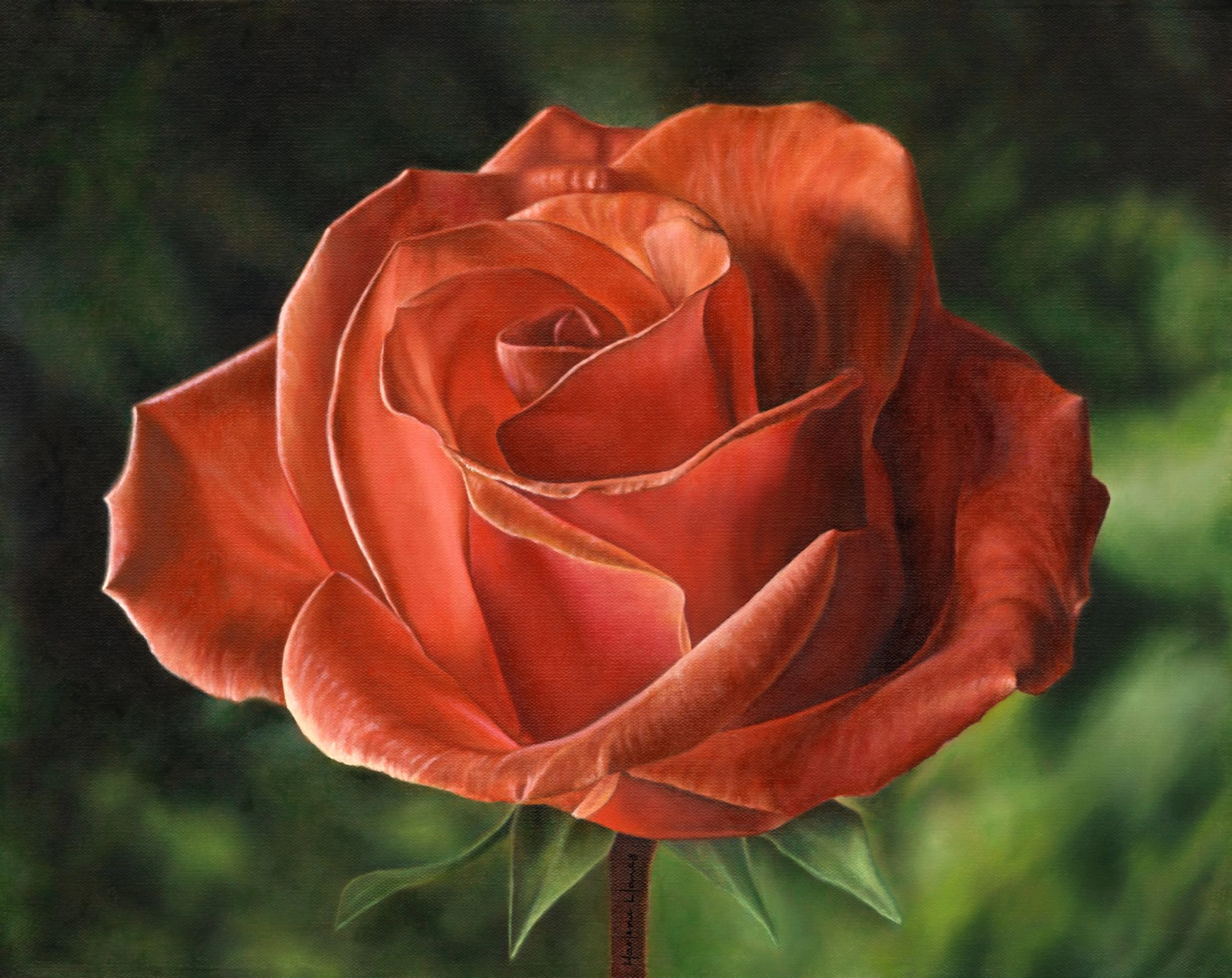 Early Morning Light rose flower nature - Marlene Llanes