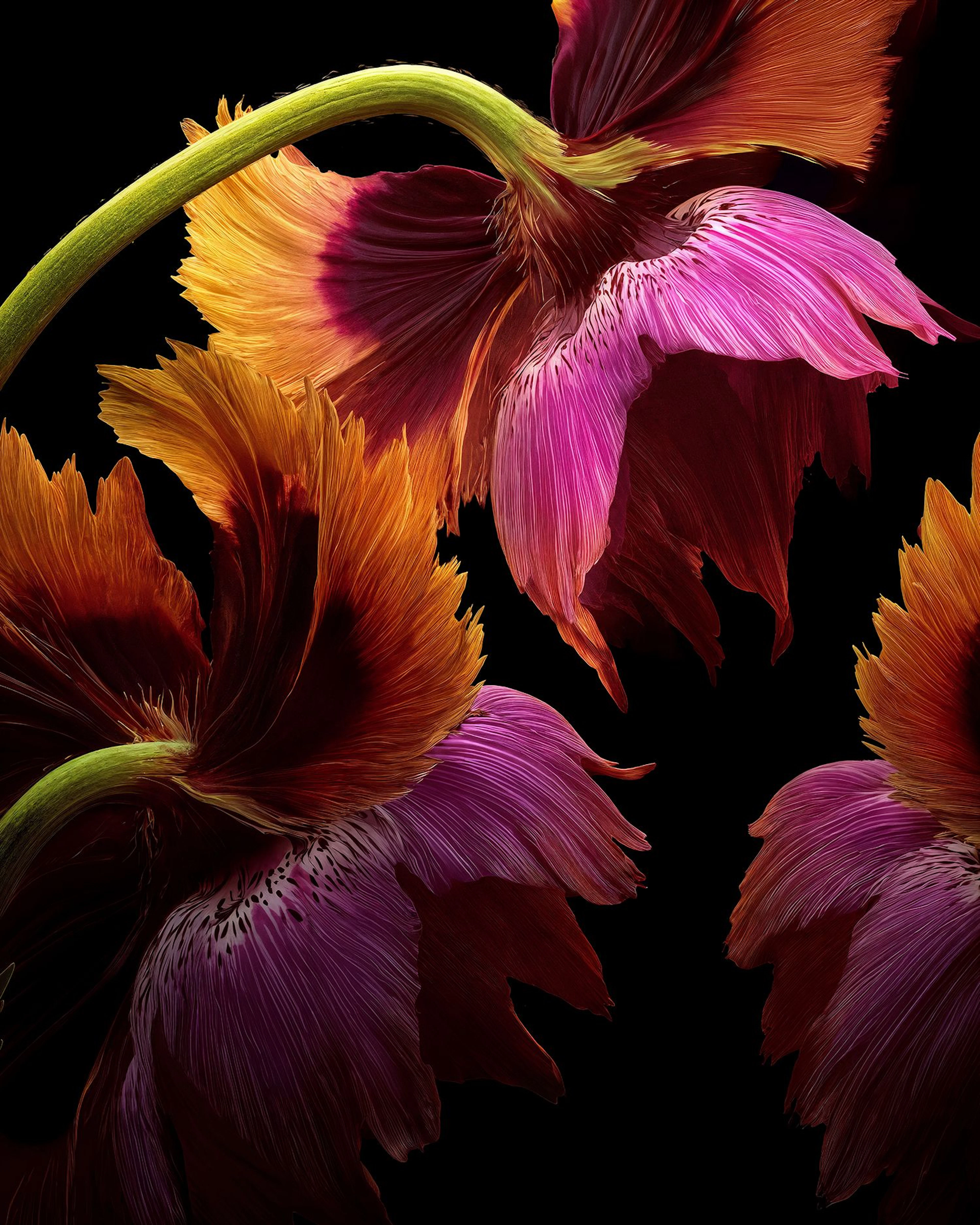 Velvet Embers - Michael Filonow