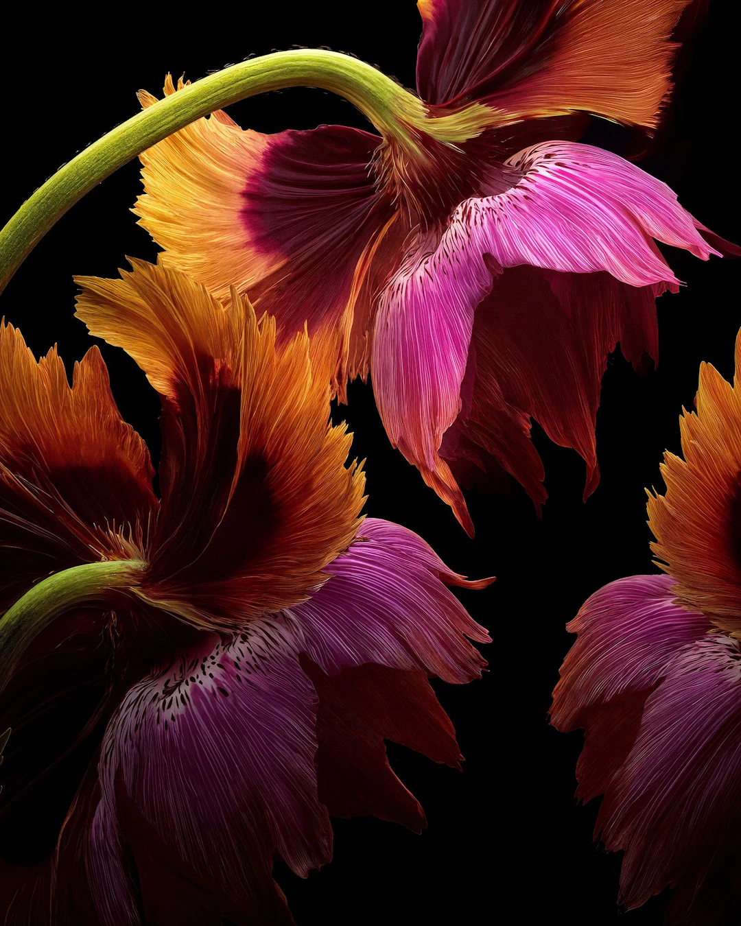 Velvet Embers - Michael Filonow