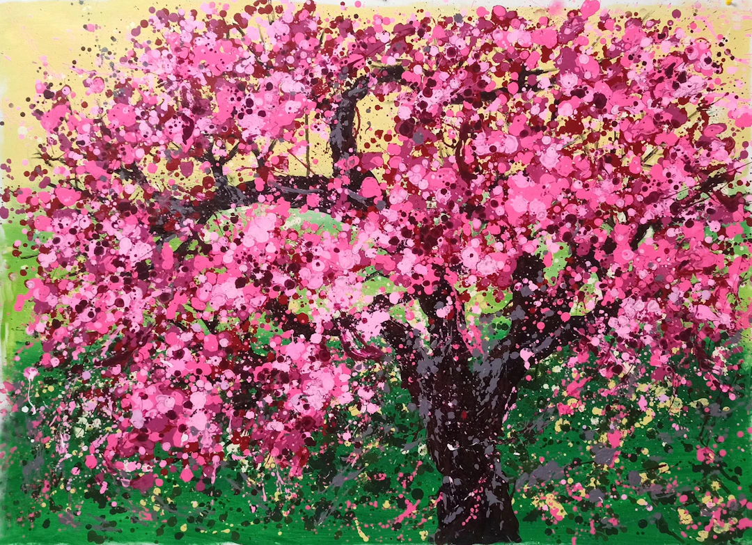Cherry blossoms bloom - Hoang Phuong