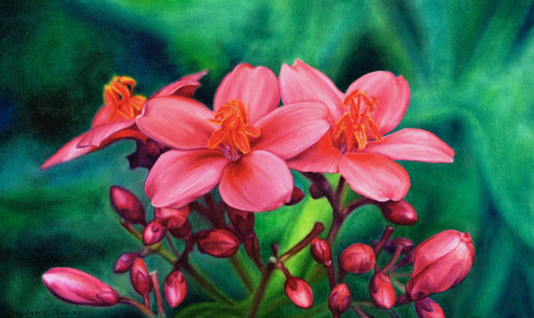 Pink (flower painting Peregrina Jatropha) - Marlene Llanes