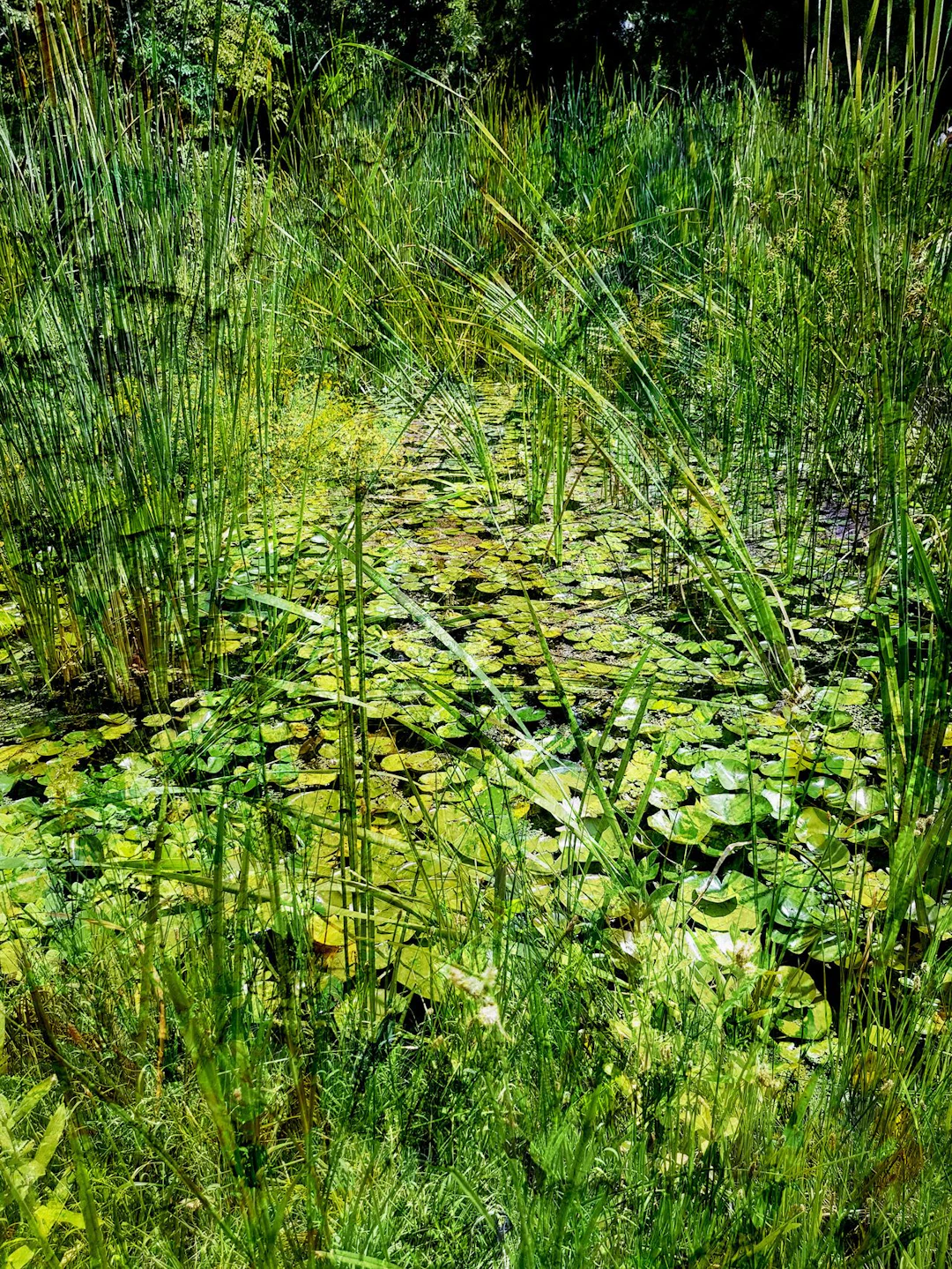 Impressionist pond - Viet Ha Tran