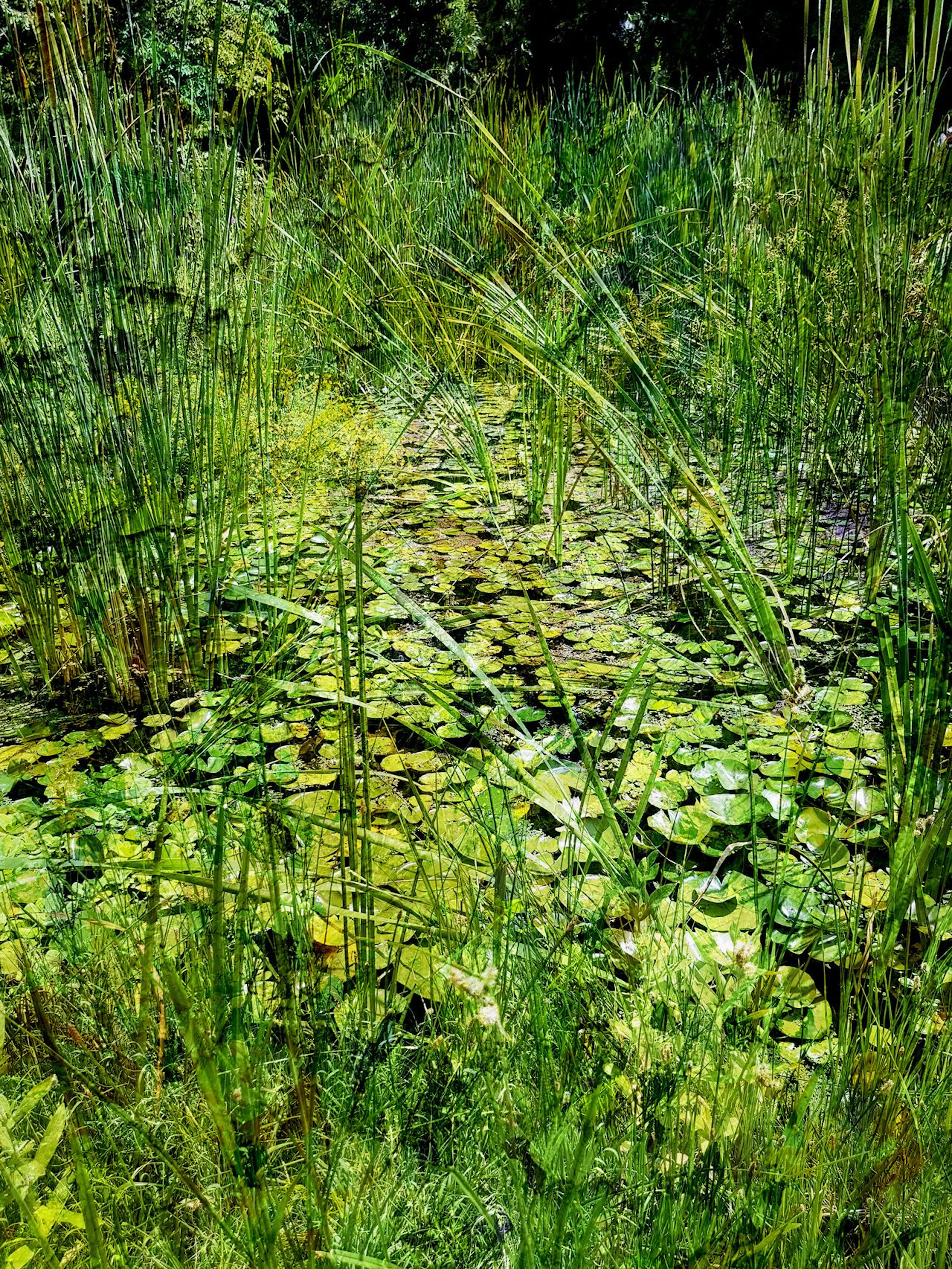 Impressionist pond - Viet Ha Tran