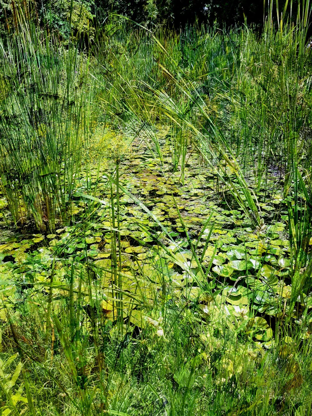 Impressionist pond - Viet Ha Tran