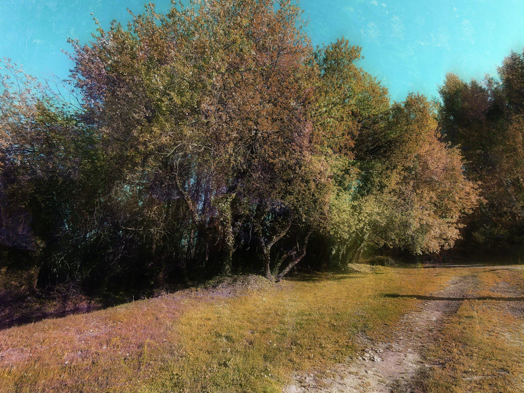 Only one road - Viet Ha Tran