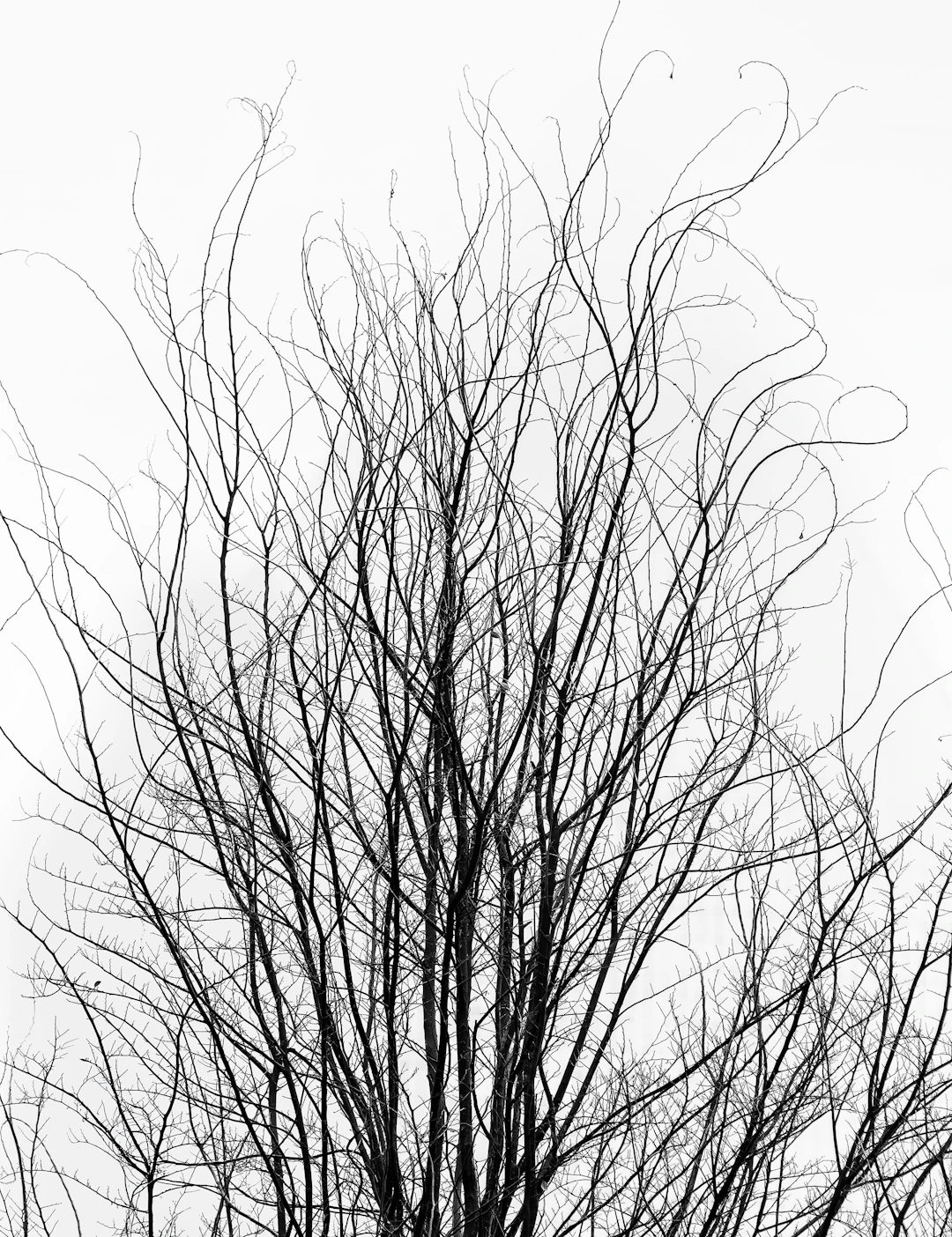 The Nature of Winter - daniel ashe