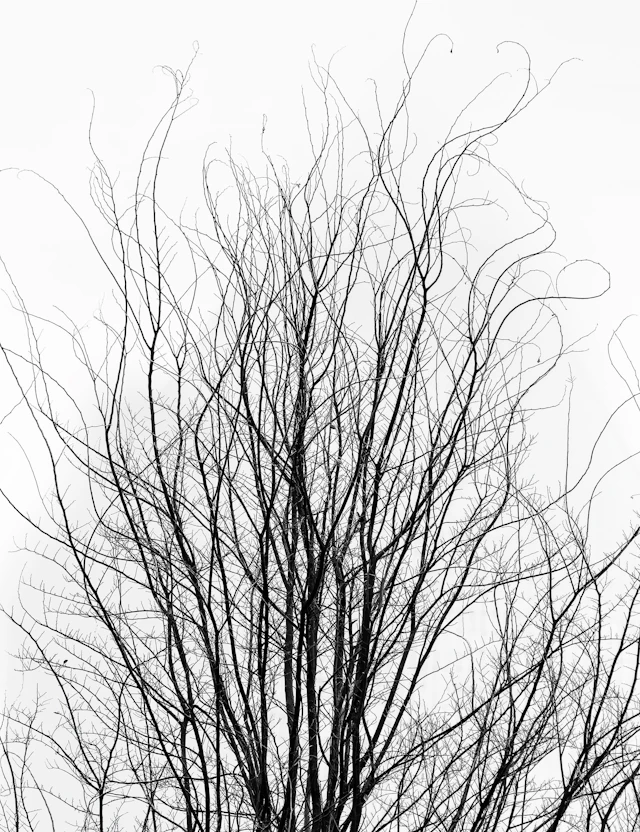 The Nature of Winter - daniel ashe