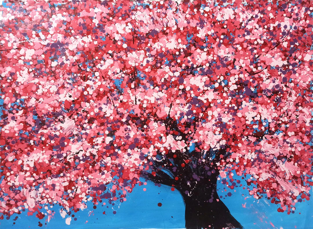 SAKURA - Cherry blossom - Hoang Phuong