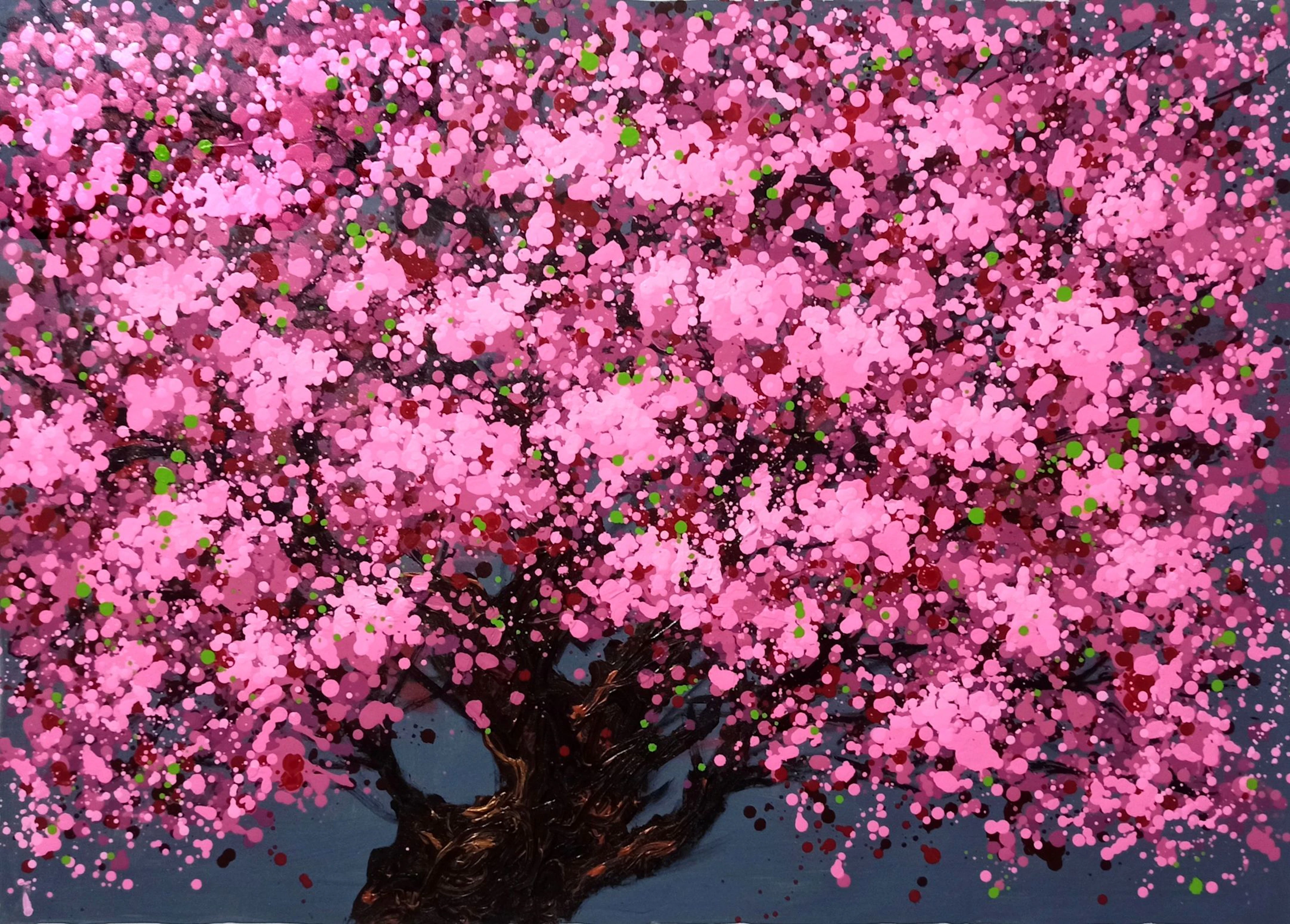 SAKURA - Cherry blossoms bloom - Hoang Phuong