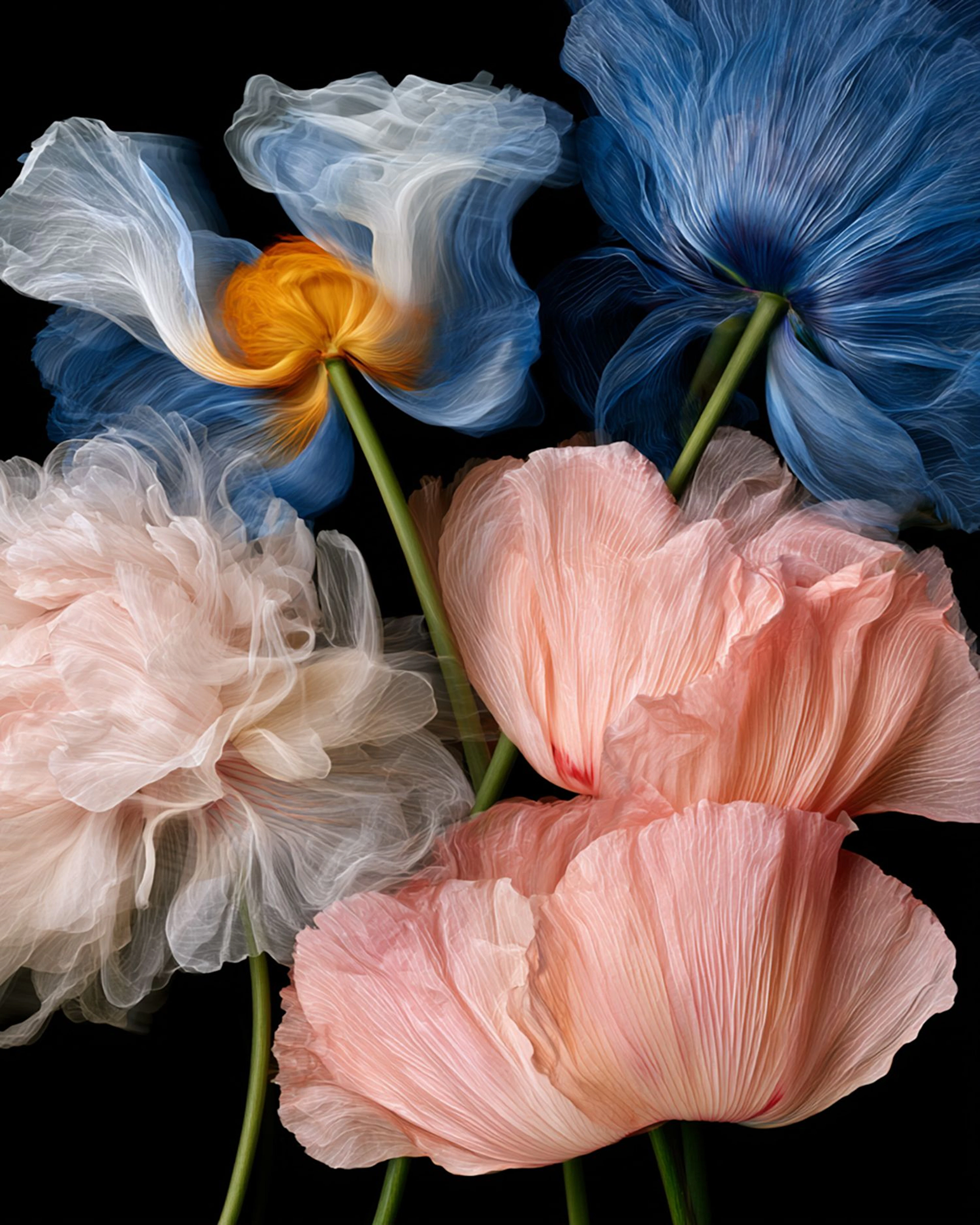 Azure & Blush ""Limited Edition Print"" - Michael Filonow