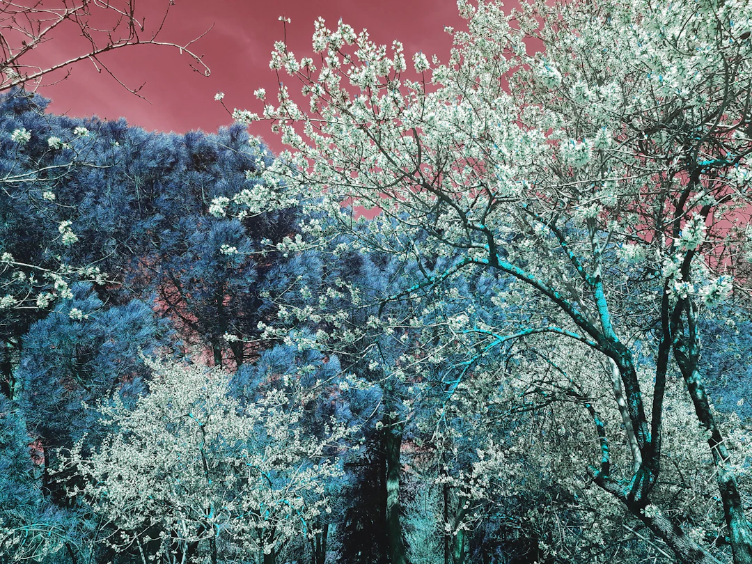 Nature and Seasons III - Viet Ha Tran