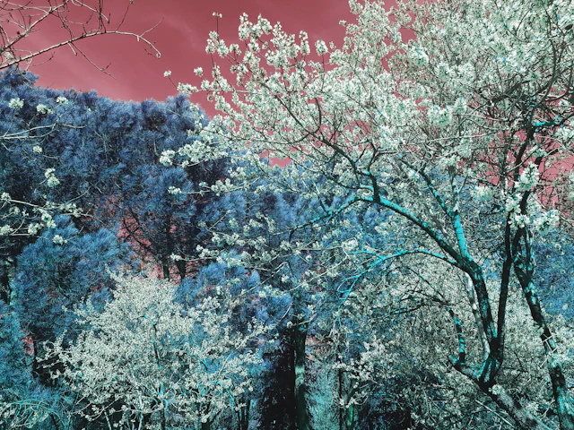 Nature and Seasons III - Viet Ha Tran