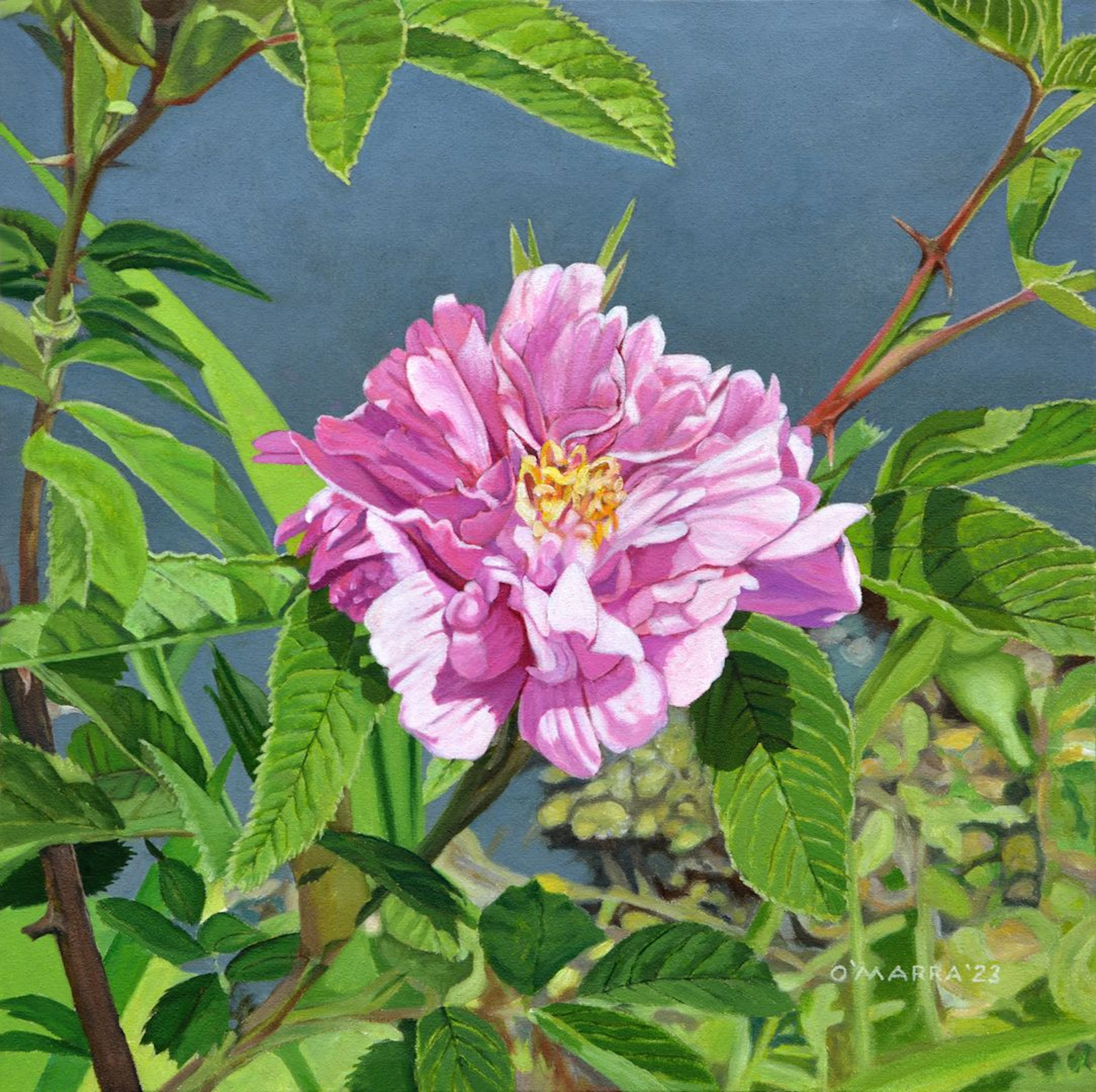 Wild Rose - Allan O'Marra
