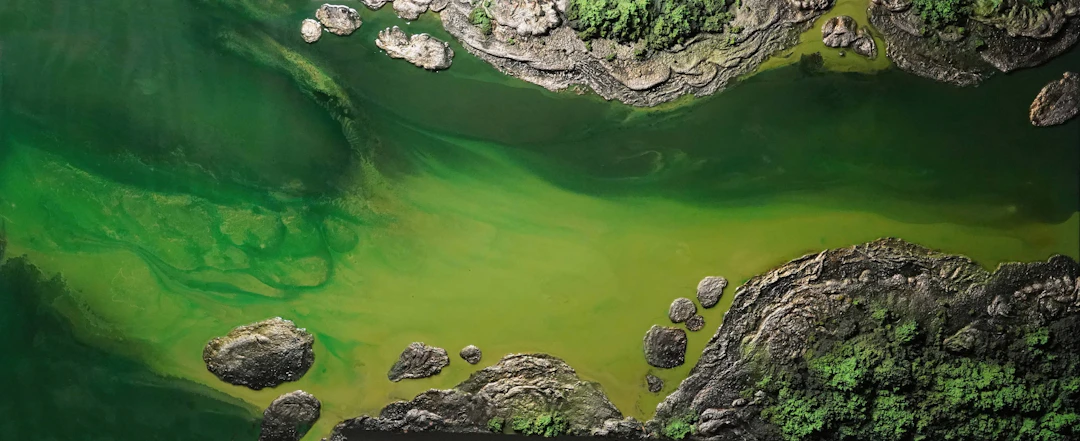 Forest Edge Waters - Petra Meikle de Vlas
