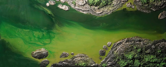 Forest Edge Waters - Petra Meikle de Vlas