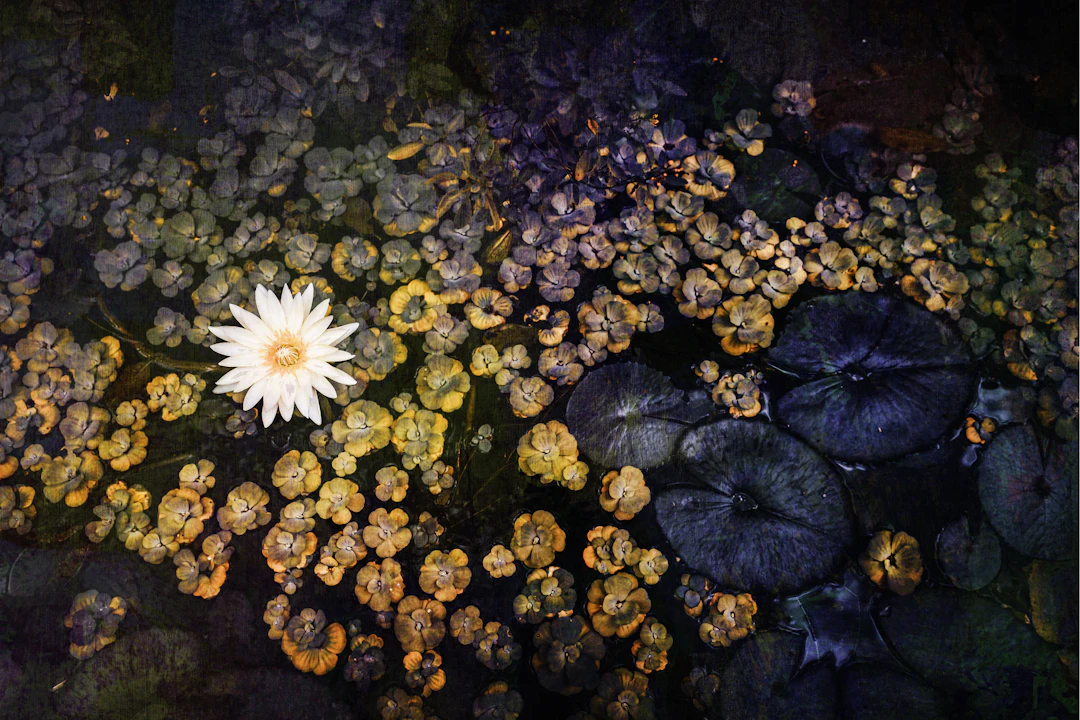 Waterlilies - Viet Ha Tran