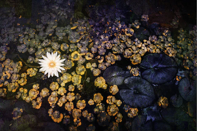 Waterlilies - Viet Ha Tran