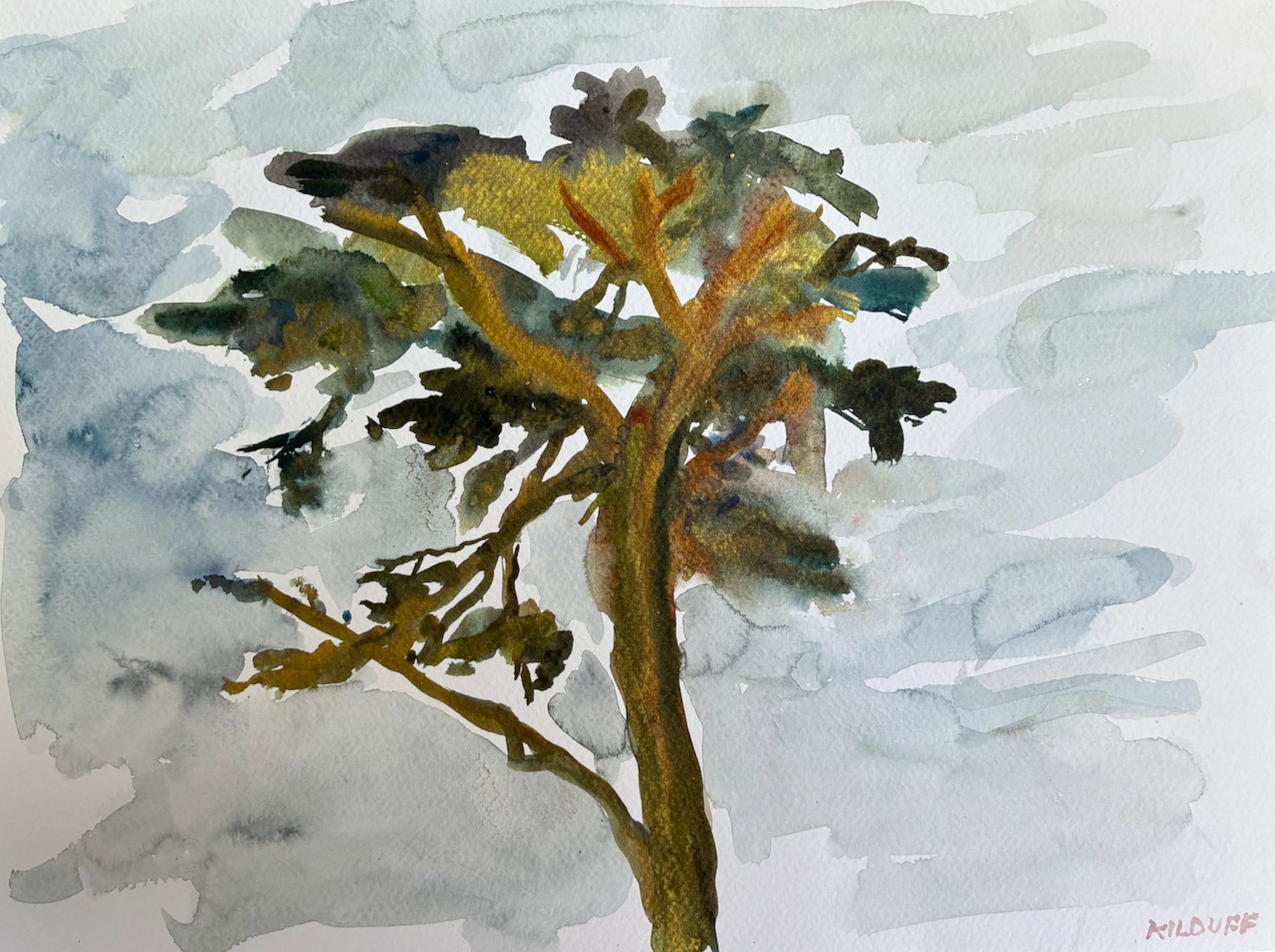 Monterrey Pine Ventura California - John Kilduff